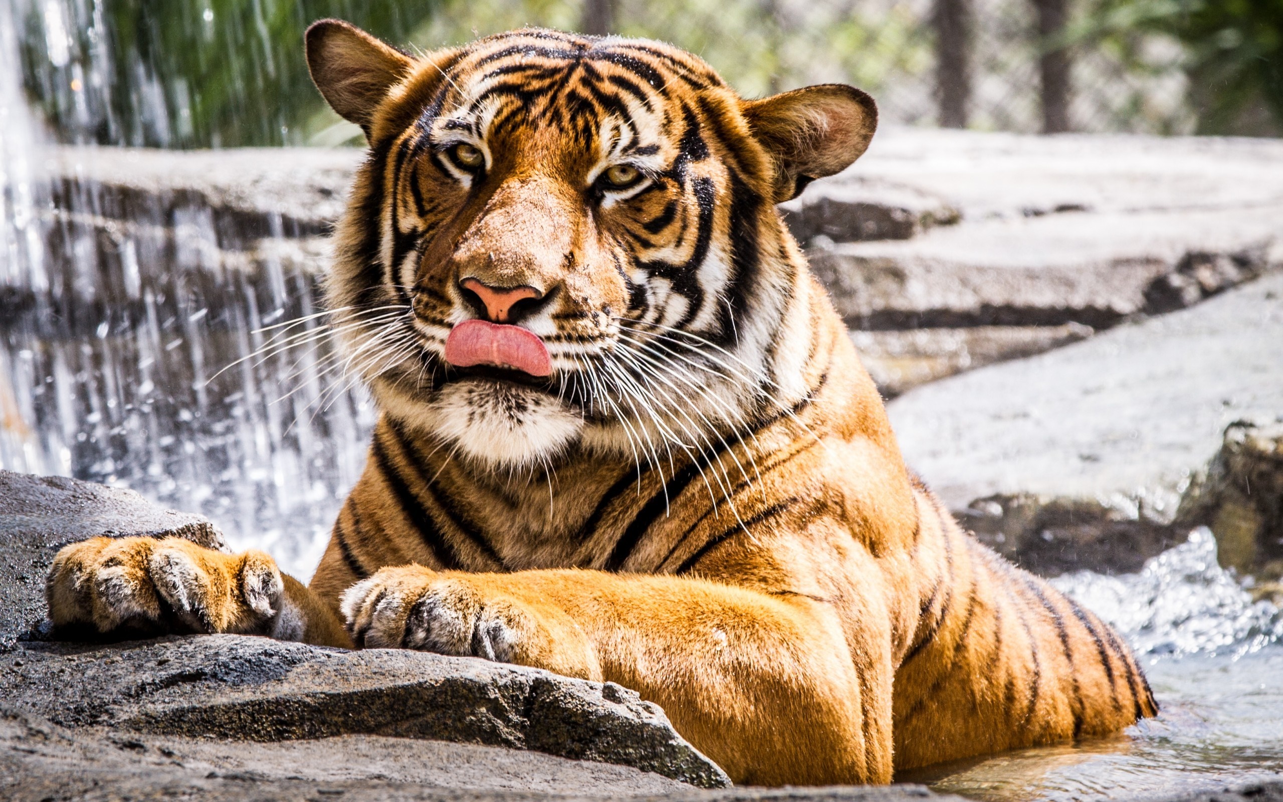 Tiger licking its nose near a waterfall HD Wallpaper