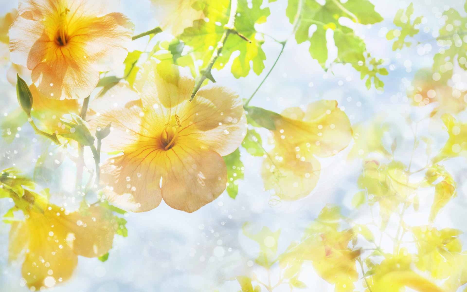 Yellow flowers and green leaves in sunlight HD Wallpaper