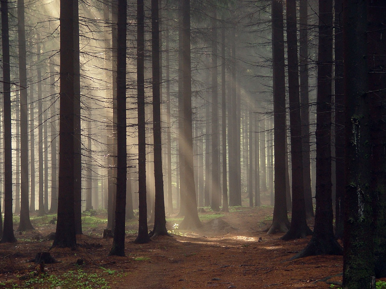 Sunlight filtering through trees in a misty forest HD Wallpaper