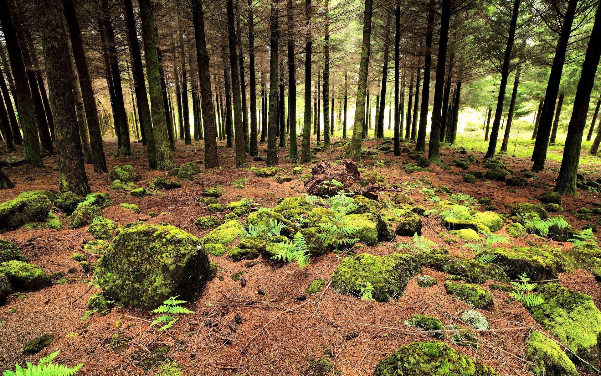 Mossy rocks and pine needles on a forest floor HD Wallpaper