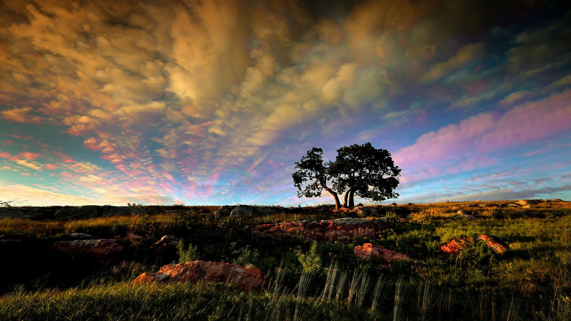 Lone tree on a hill at sunset with colorful clouds HD Wallpaper