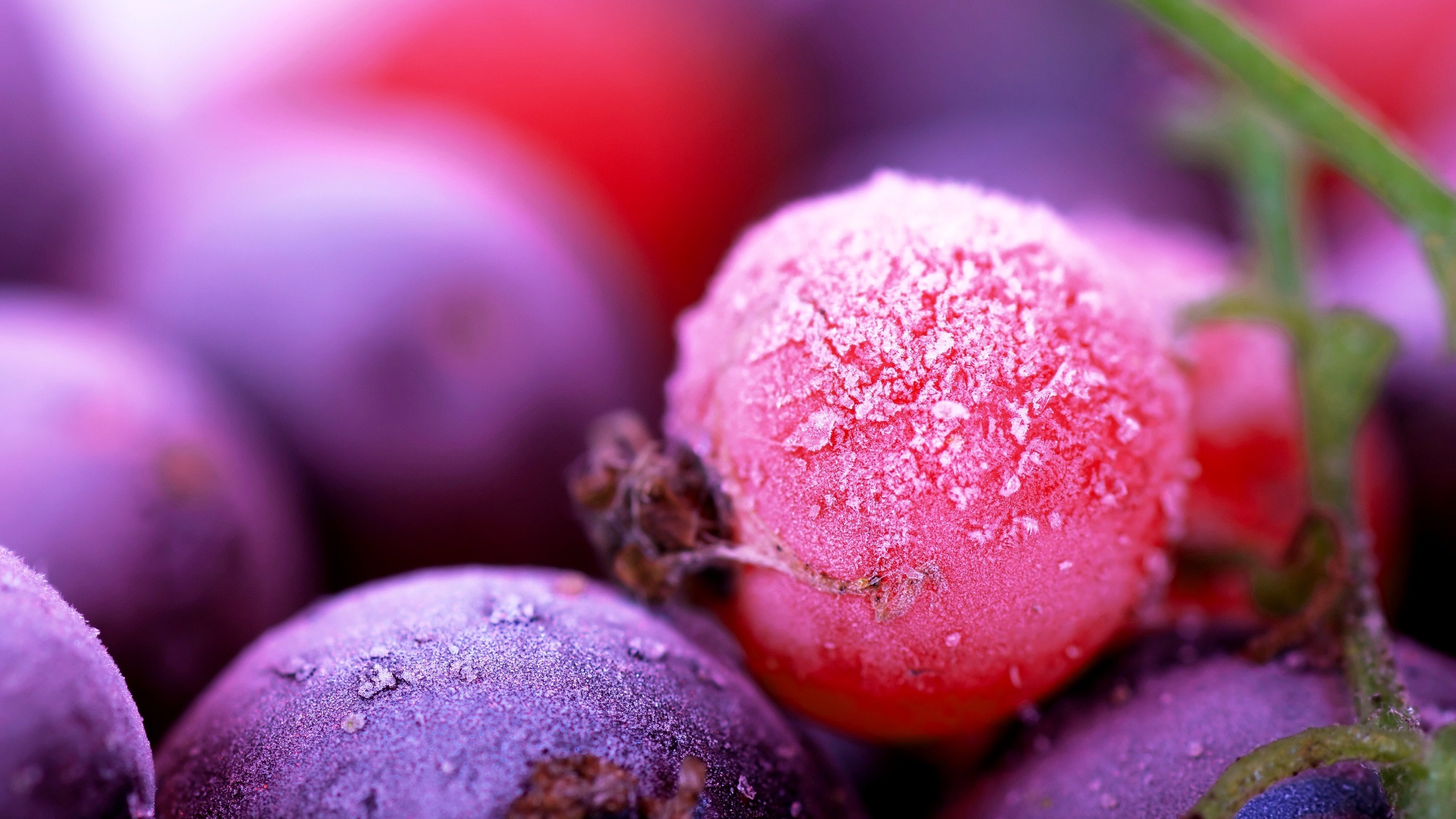 Close up of frosted red and purple berries HD Wallpaper