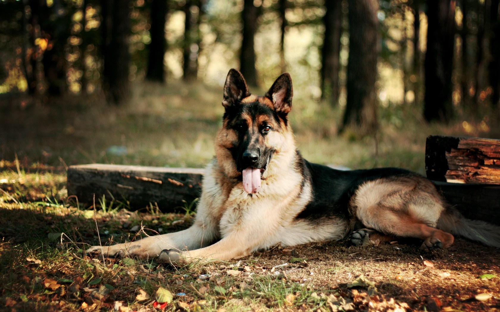 German Shepherd dog lying on the ground in a forest HD Wallpaper