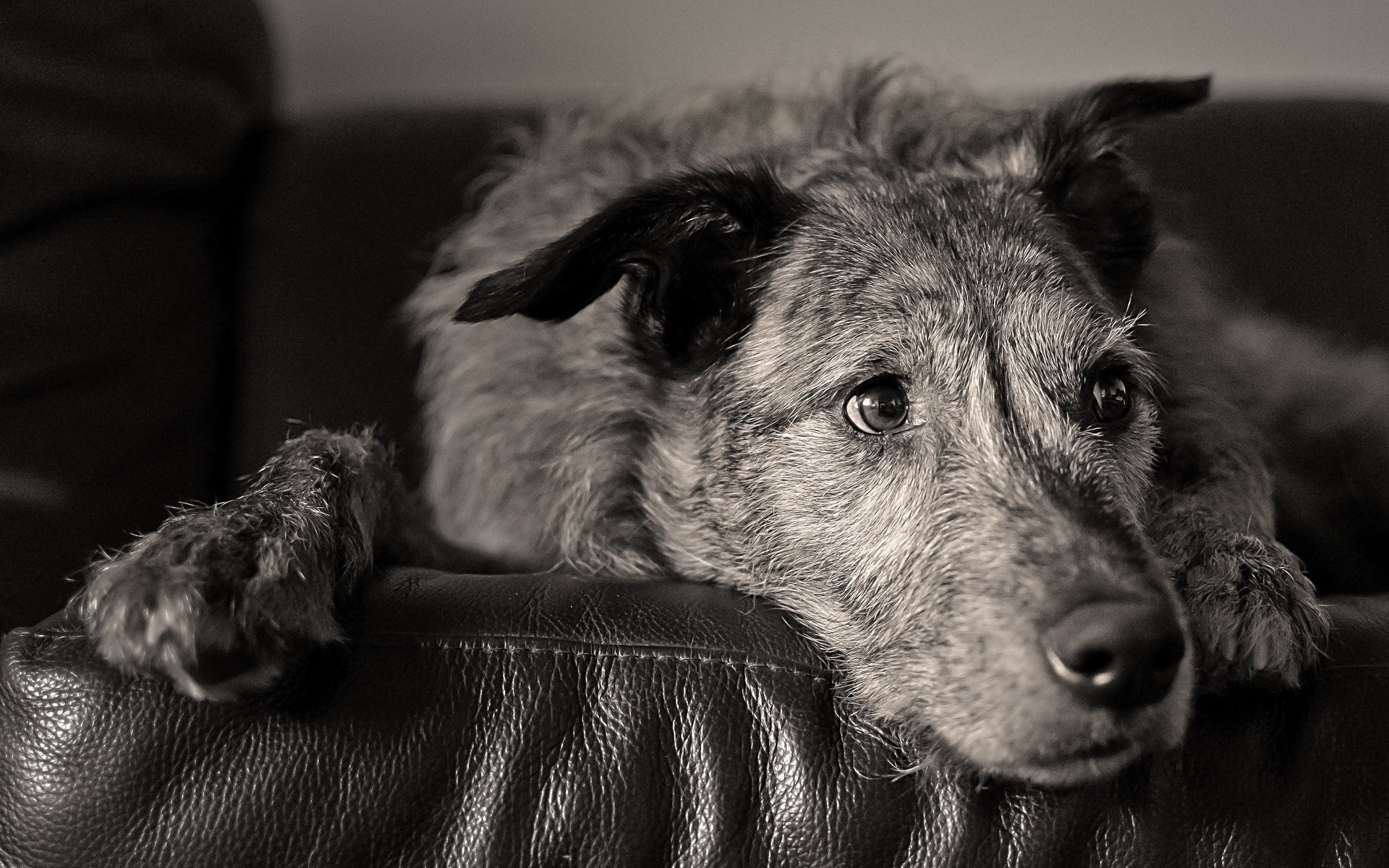 Monochrome close-up of a scruffy dog resting on a leather couch HD Wallpaper
