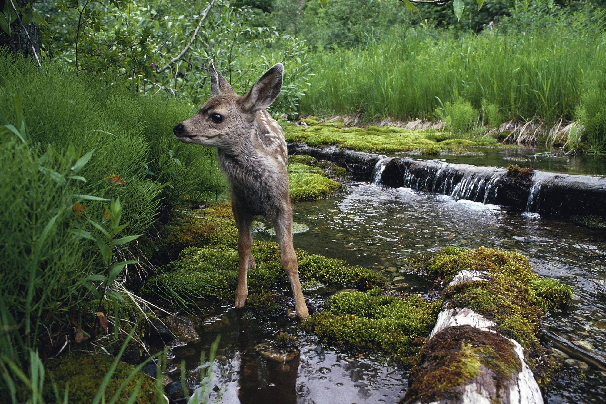 A fawn stands in a stream in a forest HD Wallpaper