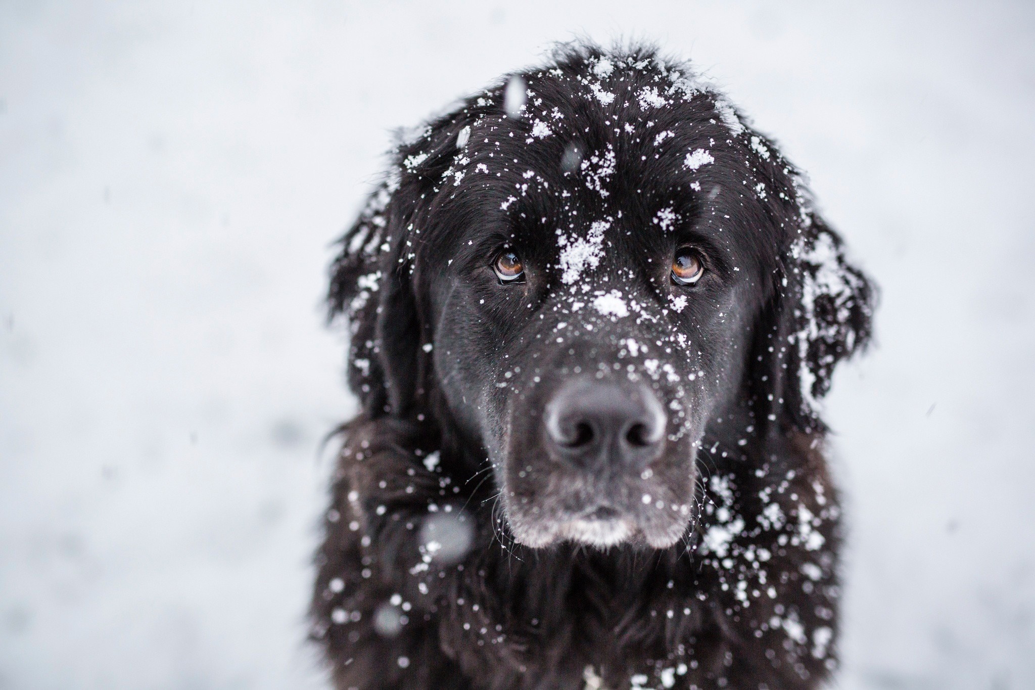 Black dog with snow on its face HD Wallpaper
