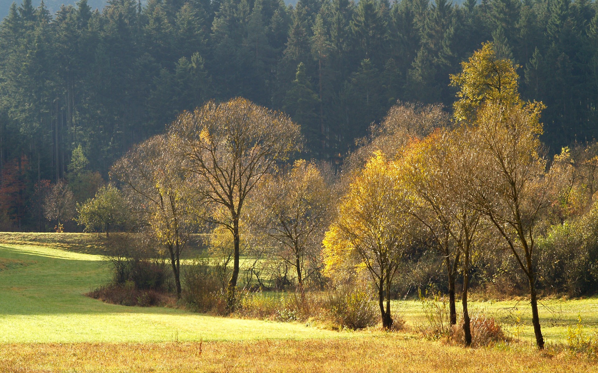 Autumn trees in a sunlit meadow with a forest background HD Wallpaper