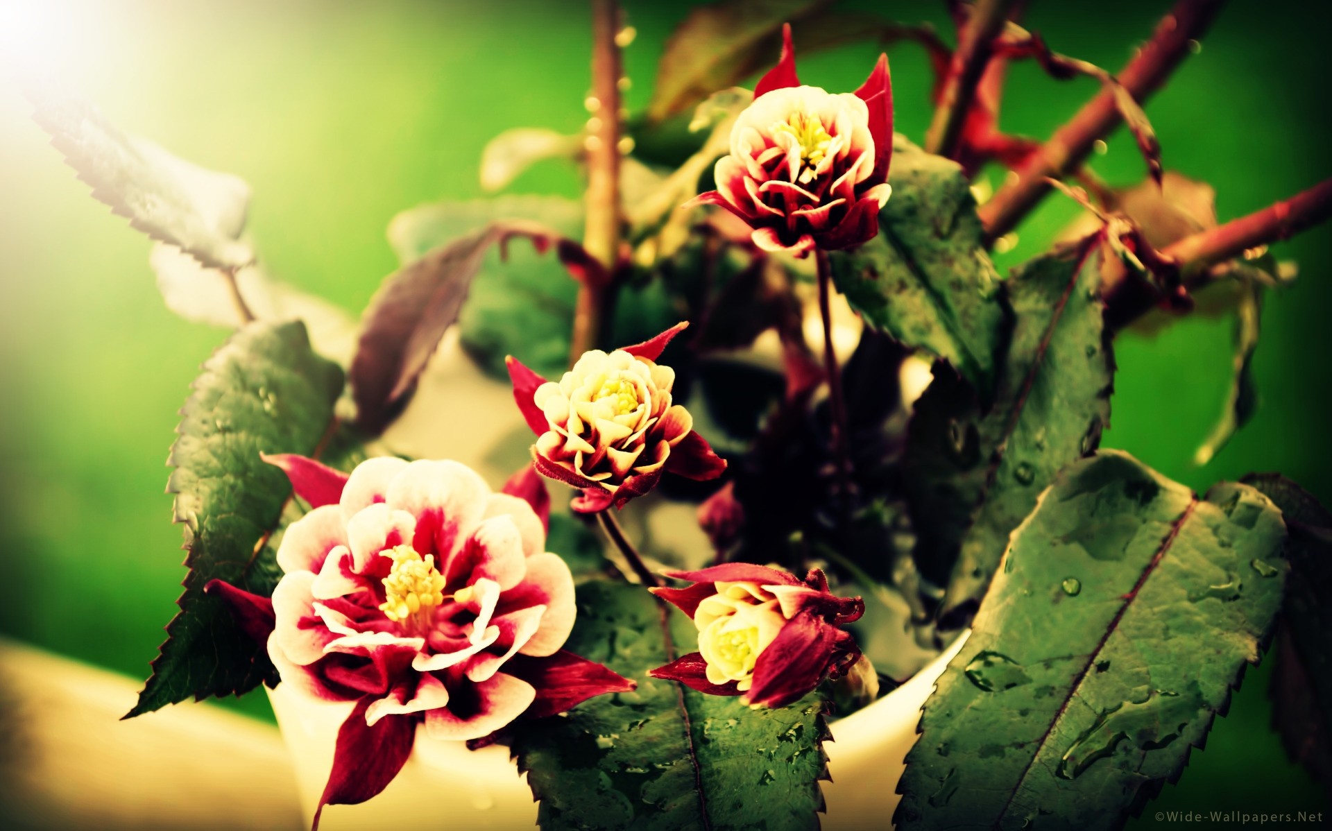 Close-up of red and white flowers with water droplets HD Wallpaper