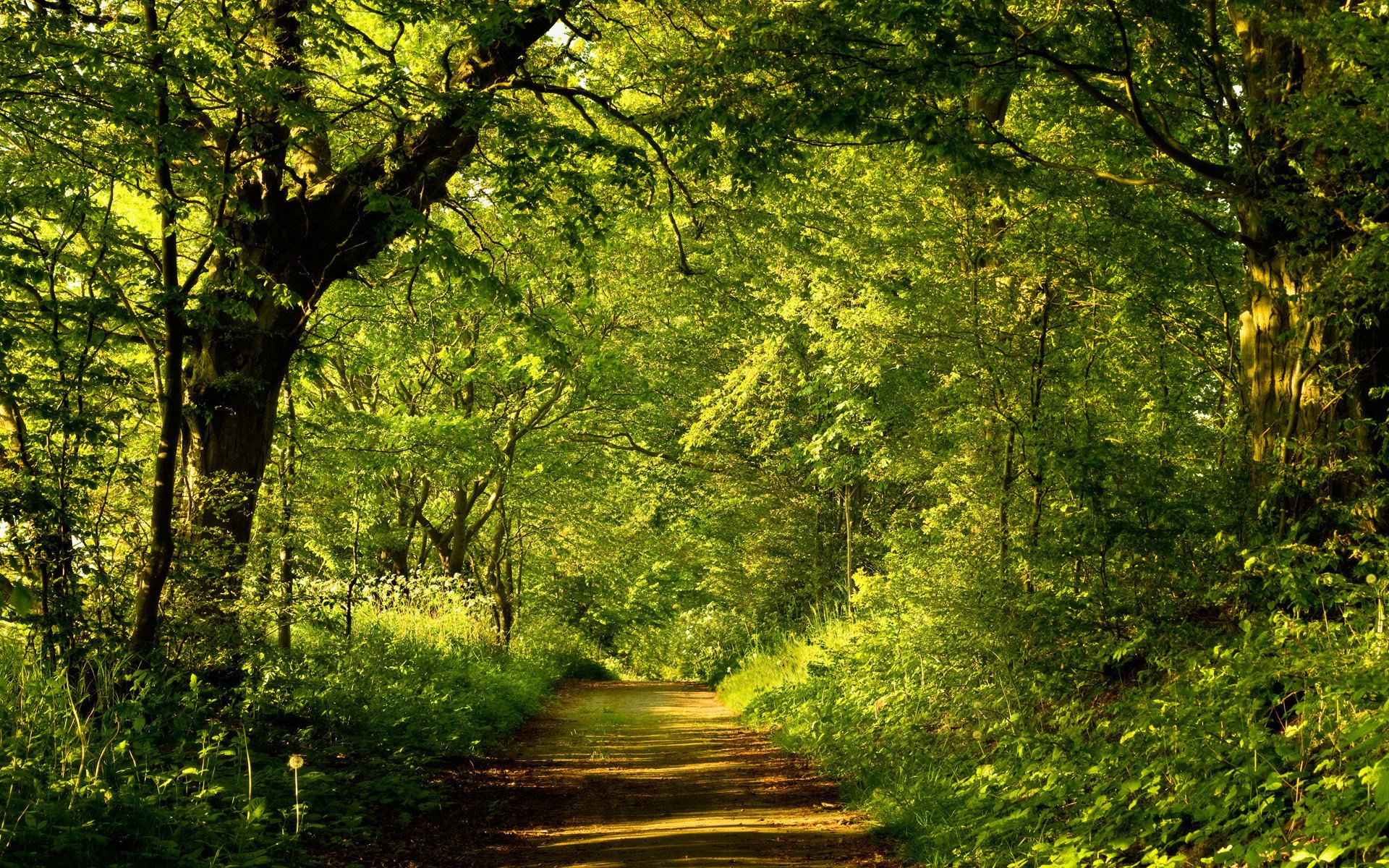 A sunlit forest path with lush green trees HD Wallpaper