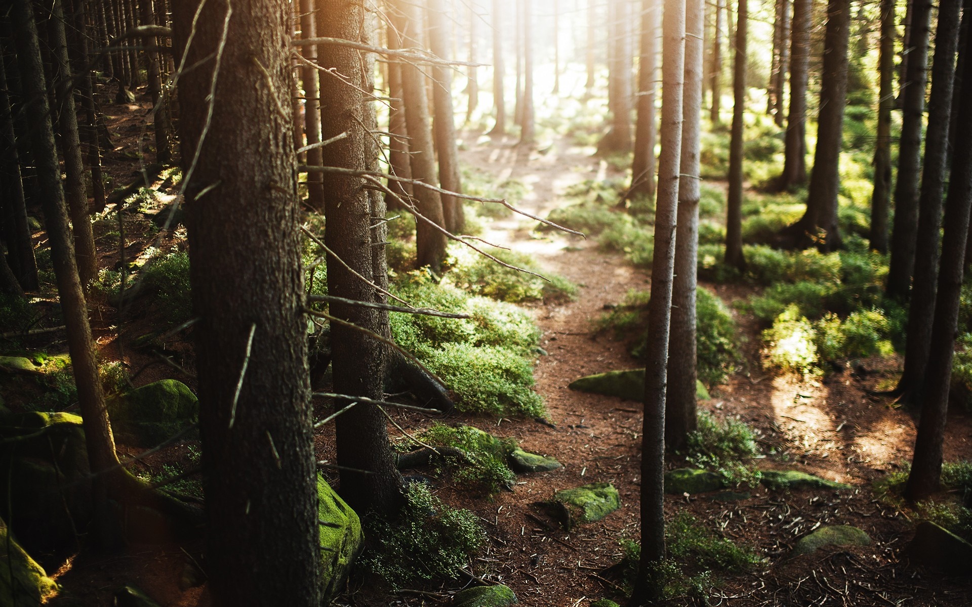 Sunlight filtering through a forest path HD Wallpaper