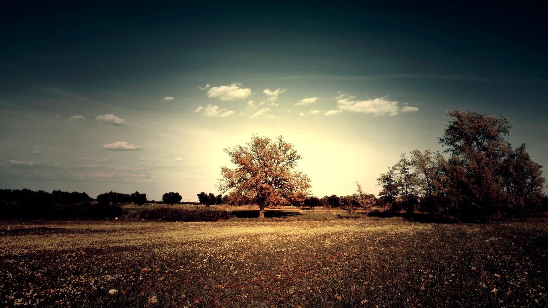 Tree in a field at sunset HD Wallpaper
