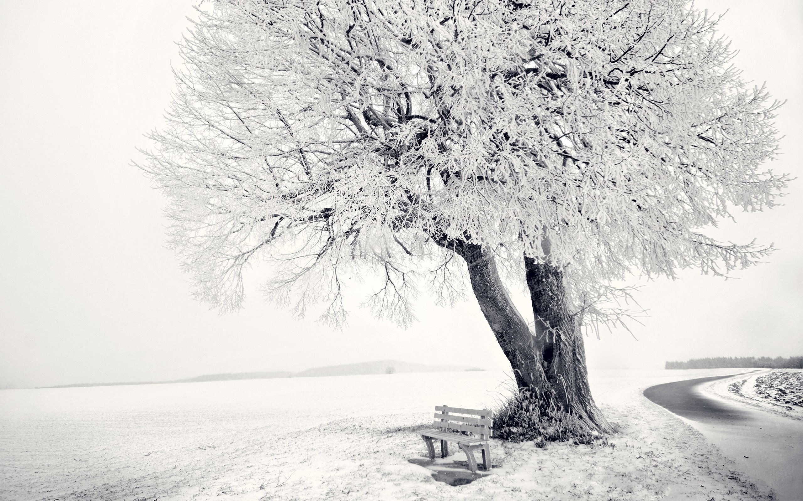 A snow-covered tree with a bench and a road HD Wallpaper