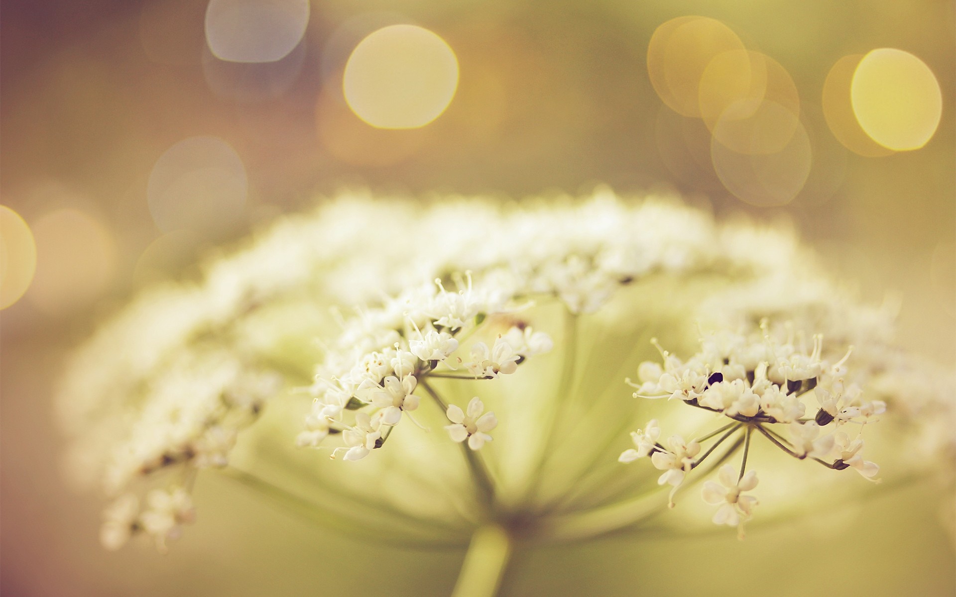 Close-up of white Queen Anne's Lace flowers with bokeh background HD Wallpaper