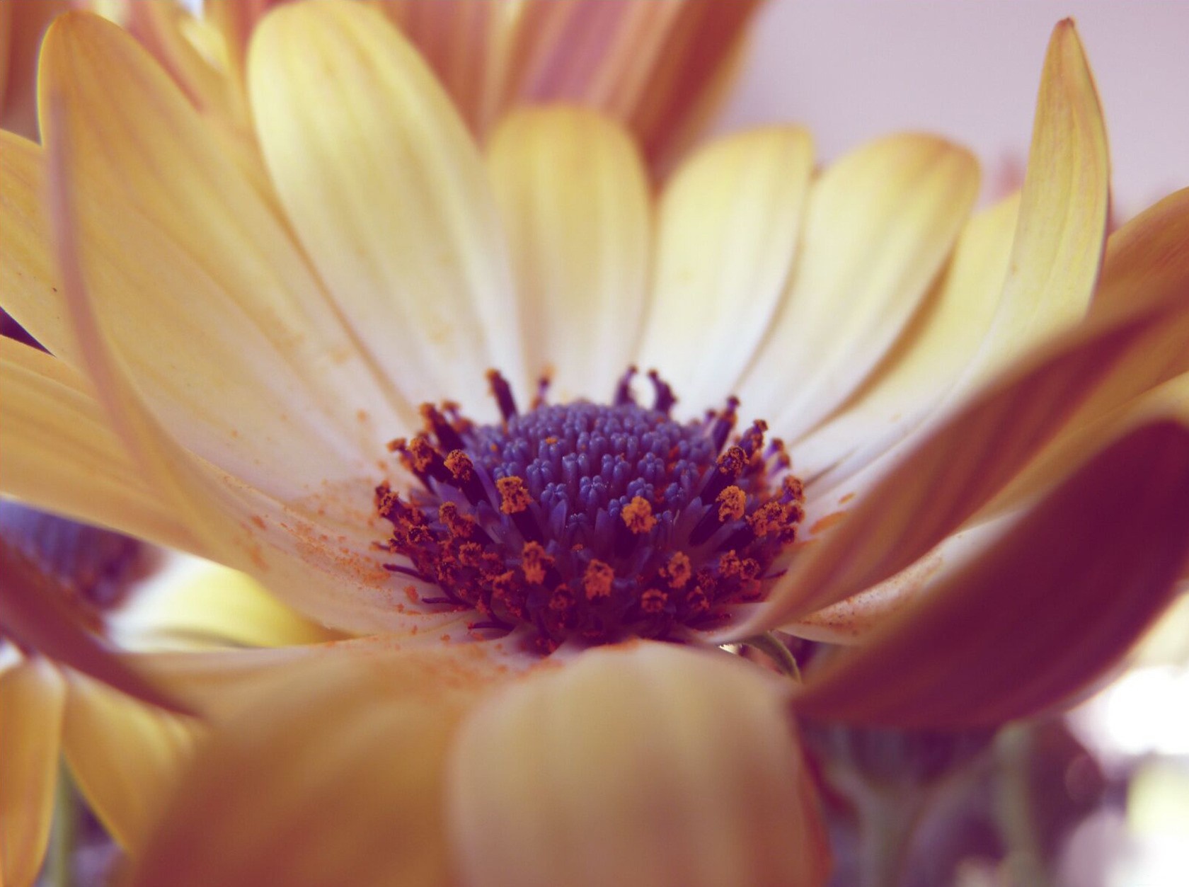 Close-up of a yellow daisy with purple center and pollen HD Wallpaper