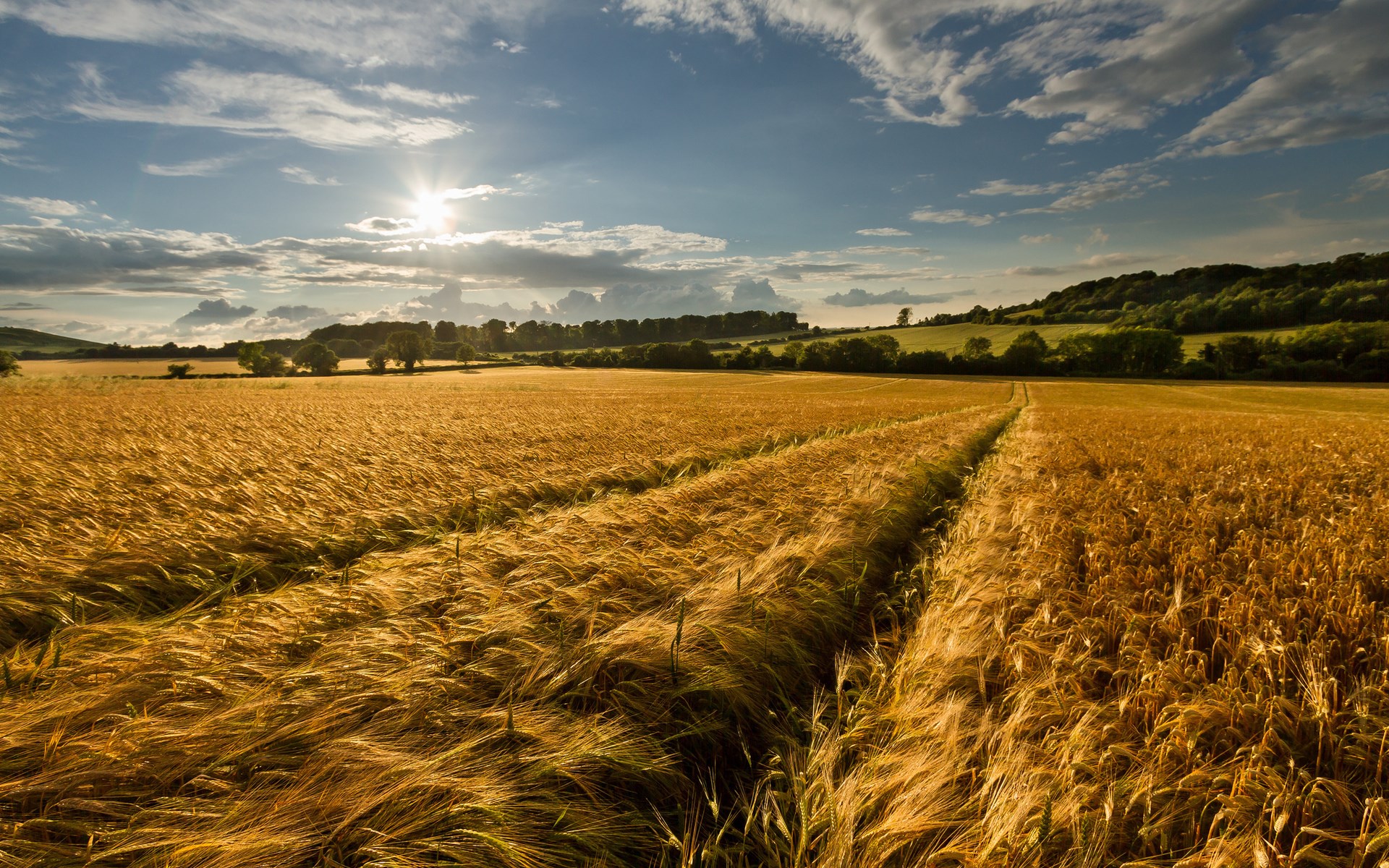 Golden wheat field under a cloudy sky at sunset HD Wallpaper