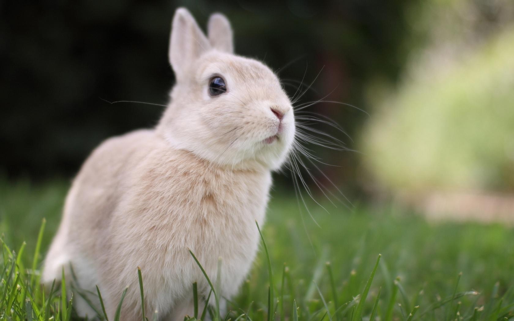 A light brown rabbit sits in green grass HD Wallpaper