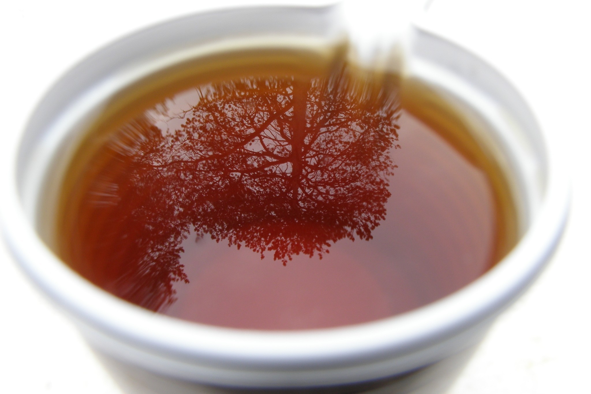 Reflection of a tree in a cup of tea HD Wallpaper