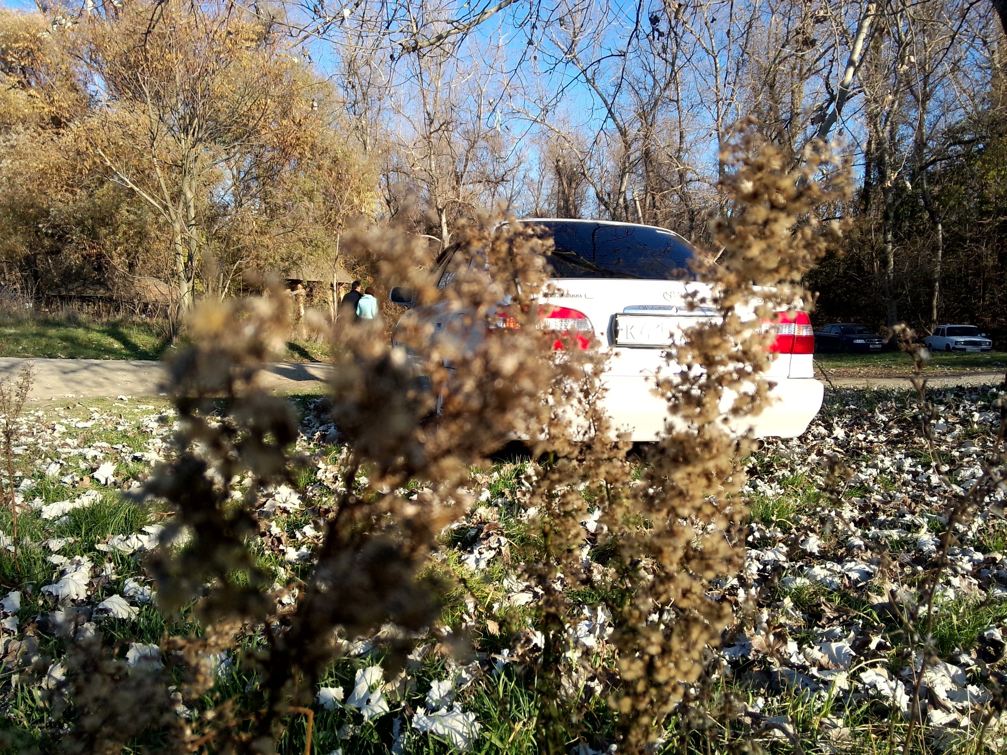 White car parked in autumn park with dry plants HD Wallpaper