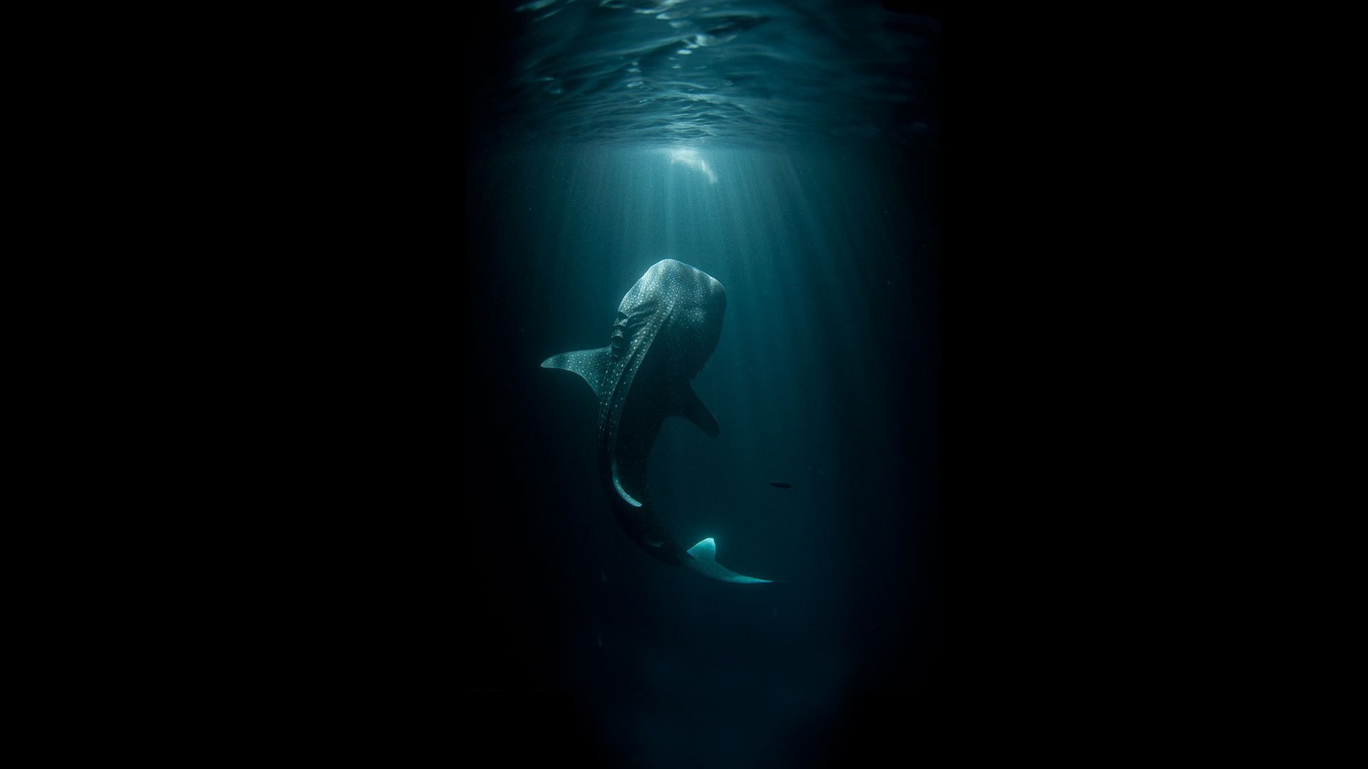 Whale shark swimming in dark blue ocean water HD Wallpaper