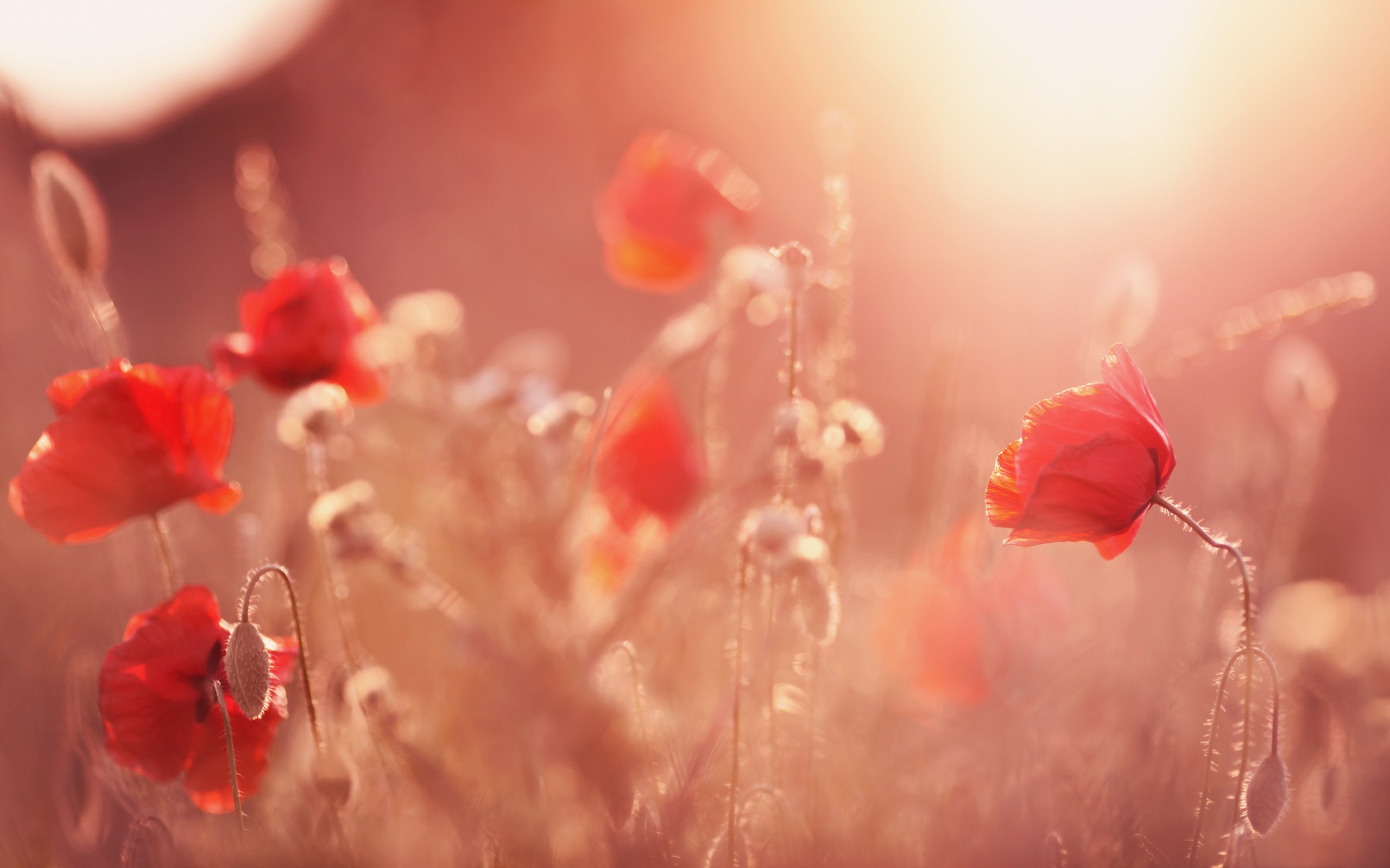 Close up of red poppies in soft sunlight HD Wallpaper
