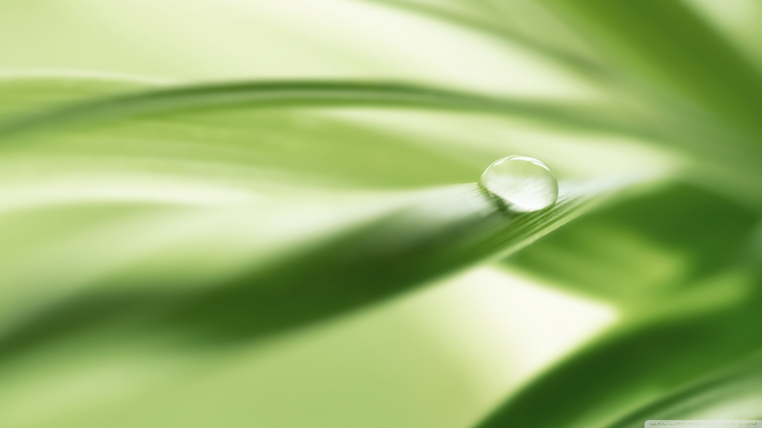 Close-up of a water drop on a green leaf HD Wallpaper