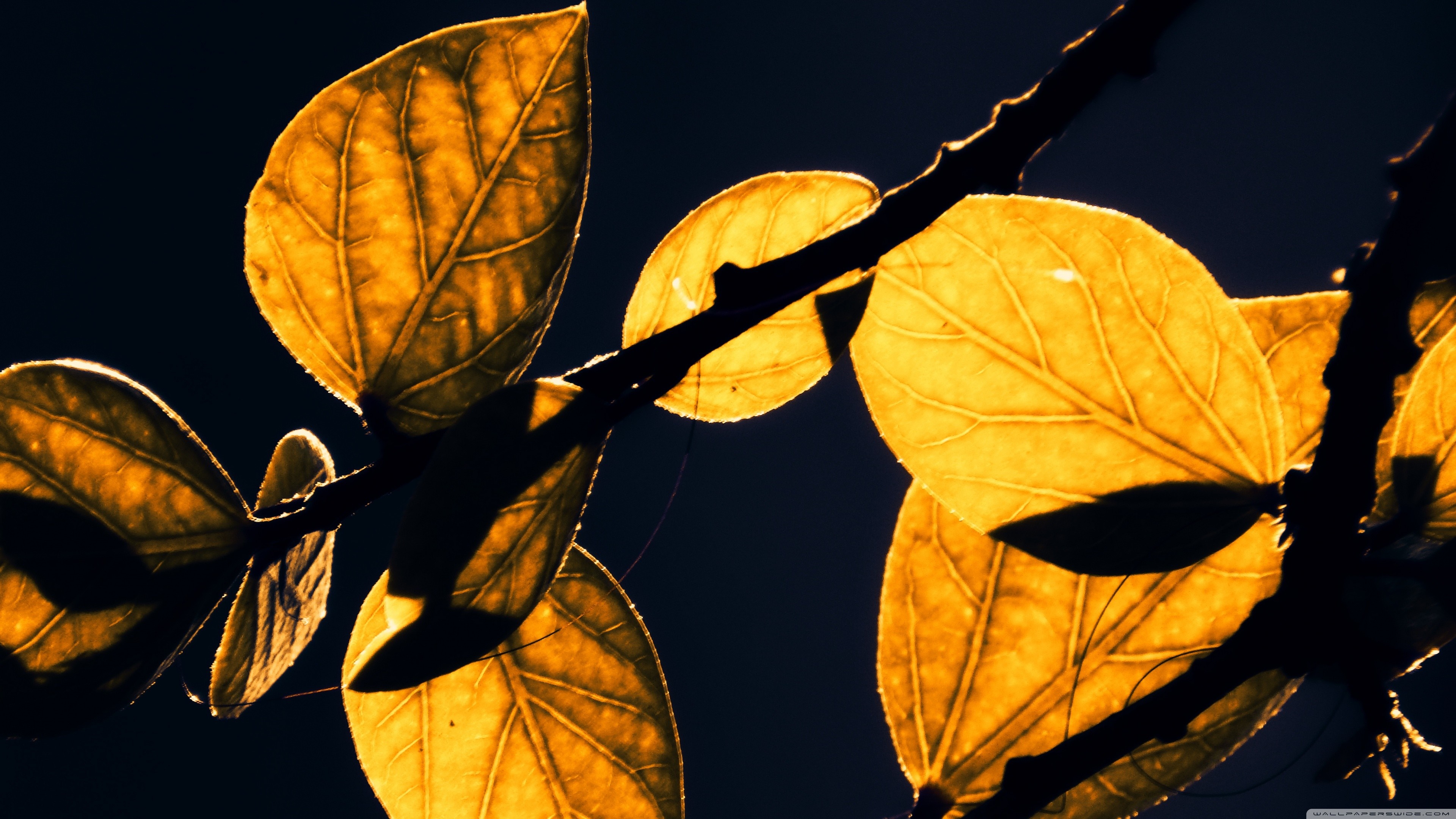 Backlit yellow leaves on a dark background HD Wallpaper
