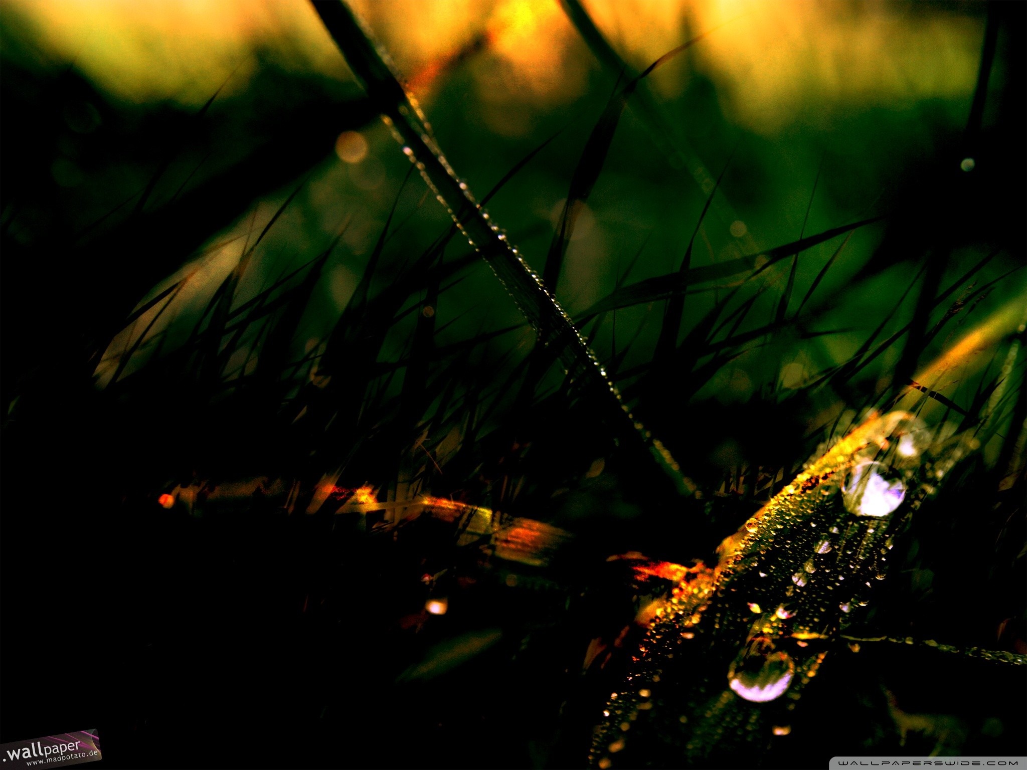 Macro photography of grass with dew drops HD Wallpaper