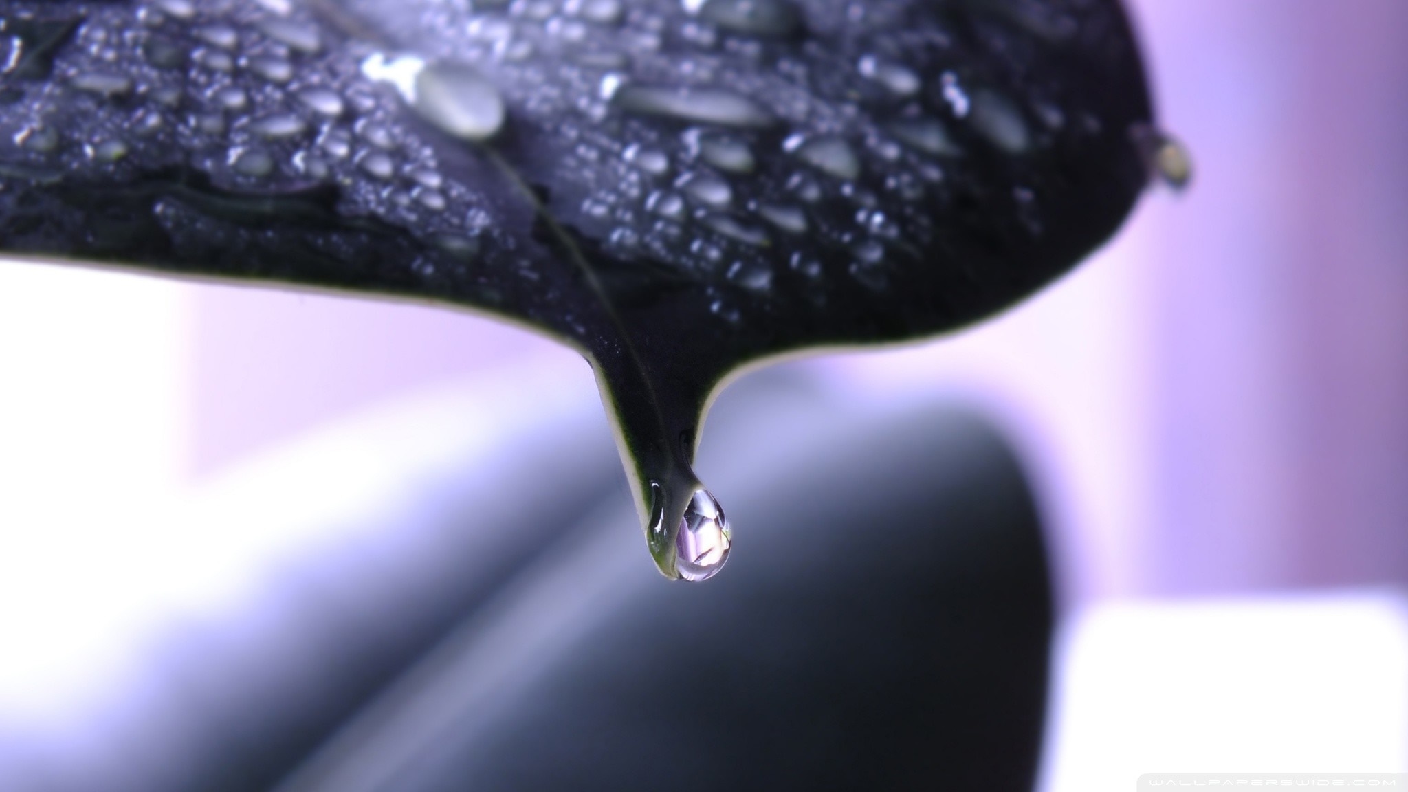 Macro photography of water drops on a dark leaf HD Wallpaper
