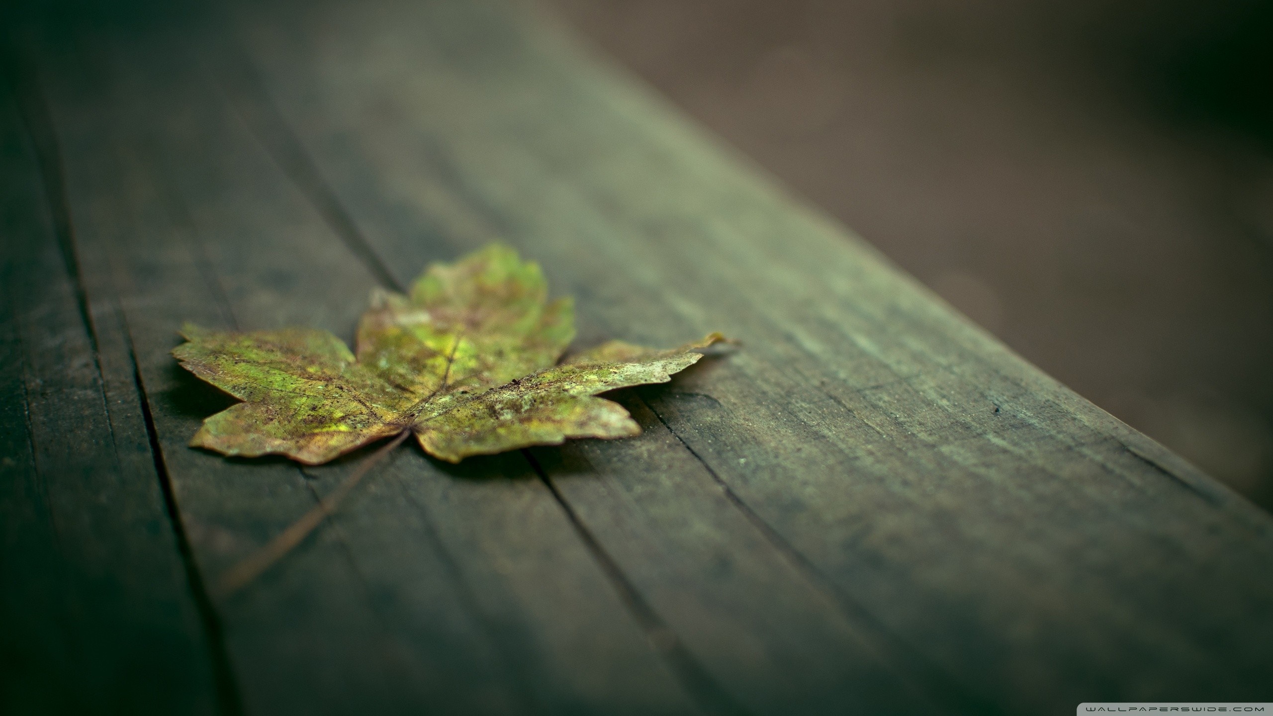 A single fallen leaf on weathered wooden planks HD Wallpaper