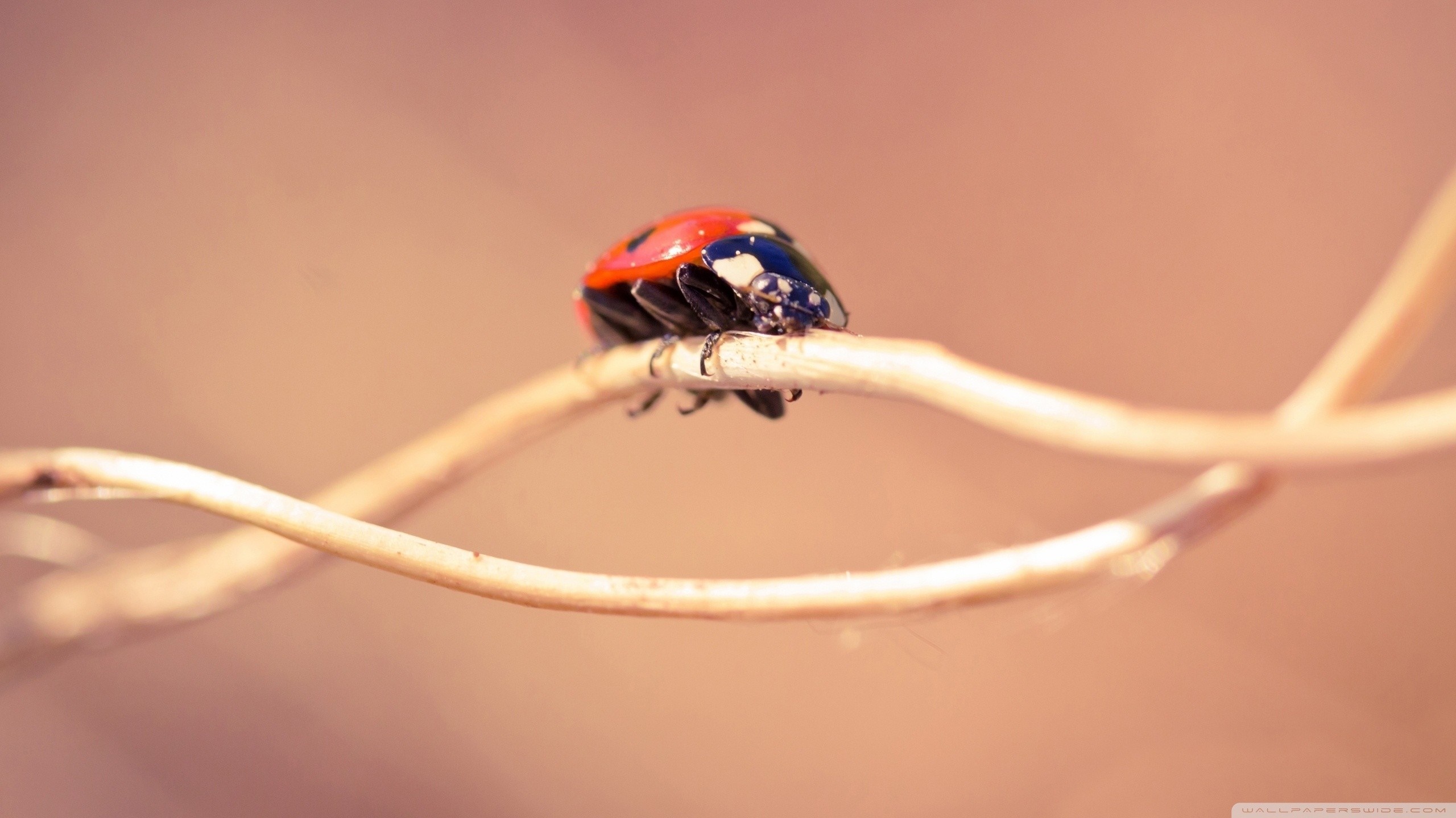 Ladybug on a thin branch HD Wallpaper