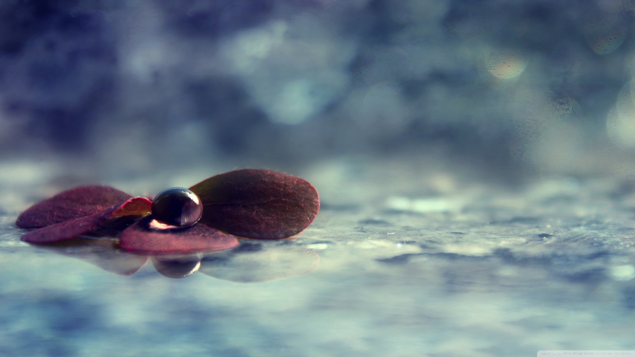 Water droplet on a leaf with reflection HD Wallpaper