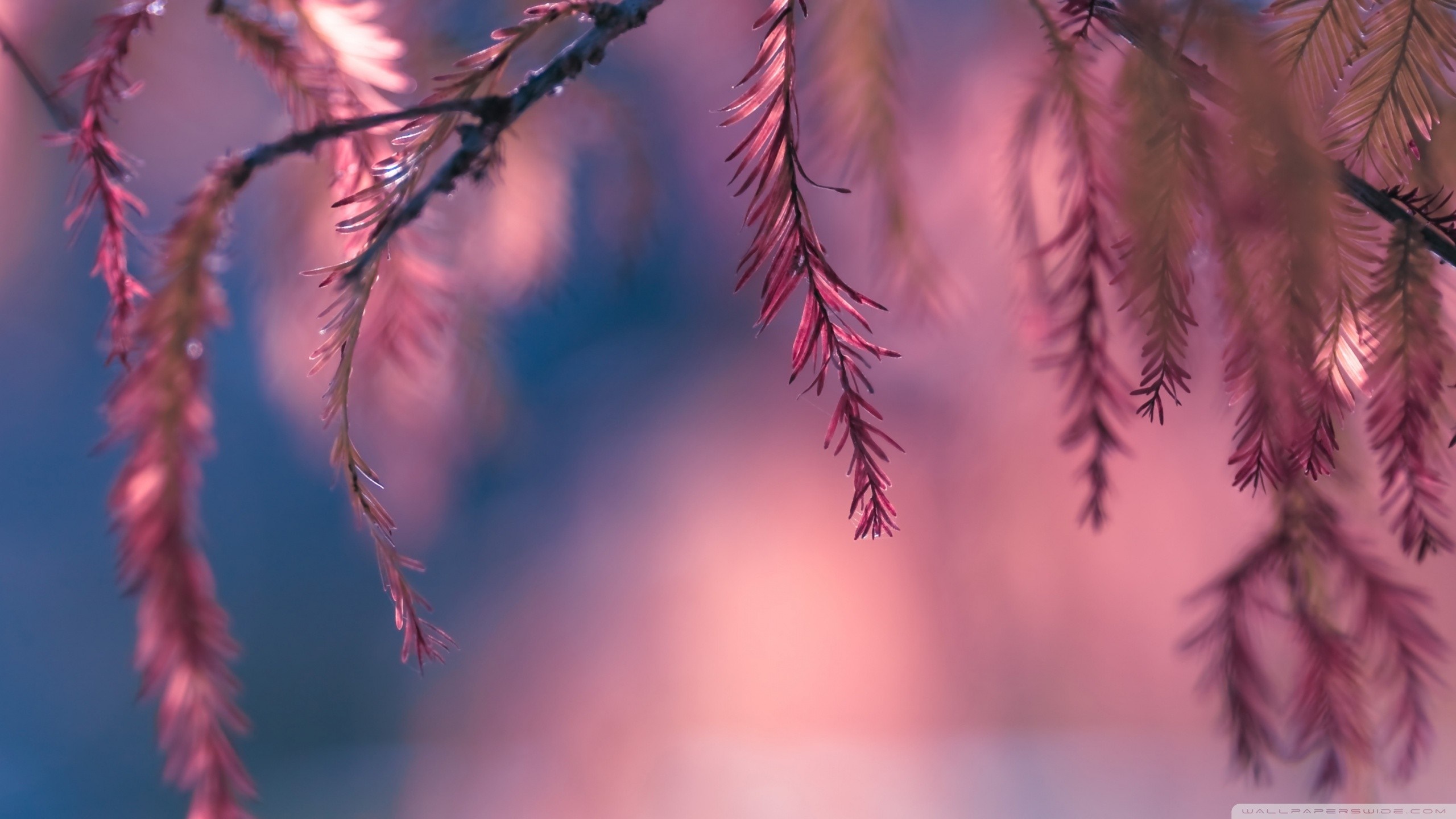 Close-up of red pine needles on a branch HD Wallpaper