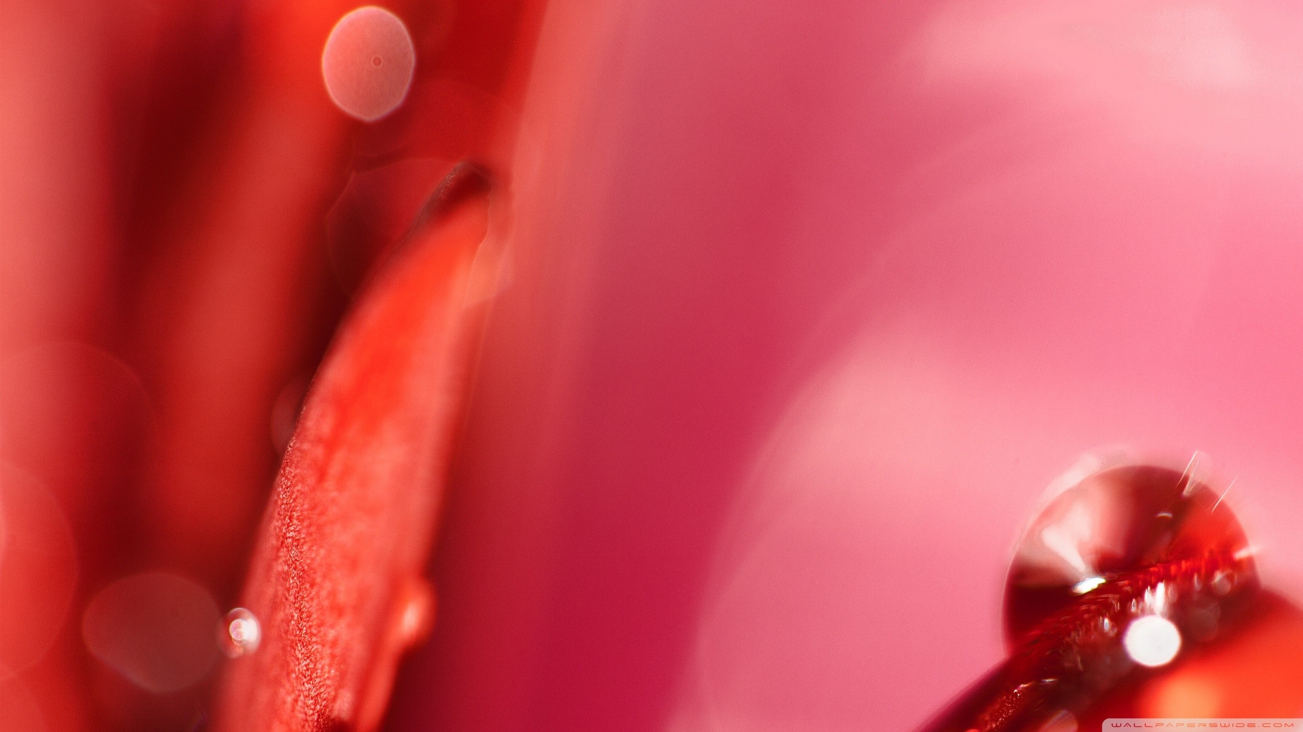Macro photography of red flower petals with water droplets HD Wallpaper