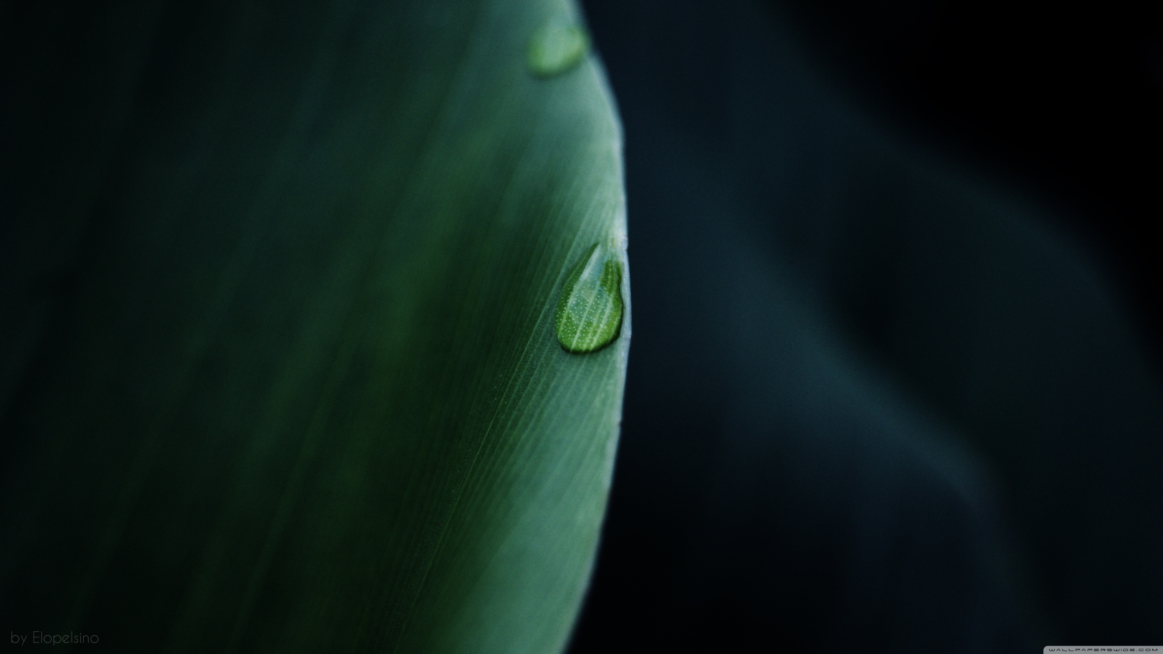 Close-up of a water droplet on a green leaf HD Wallpaper