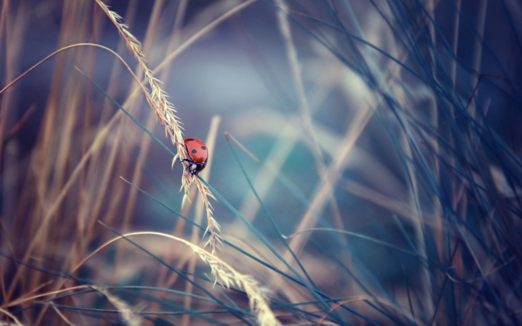 Ladybug on a blade of grass HD Wallpaper