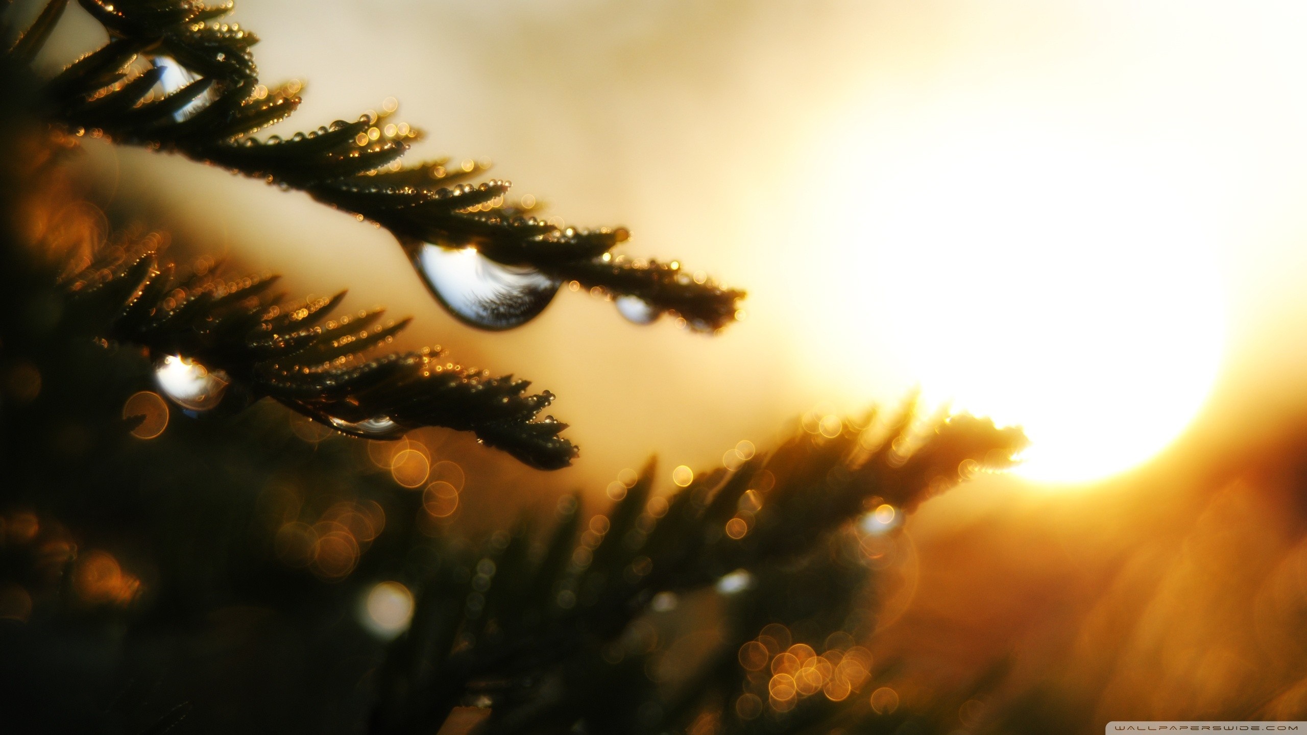 Close-up of pine needles with water droplets at sunset HD Wallpaper