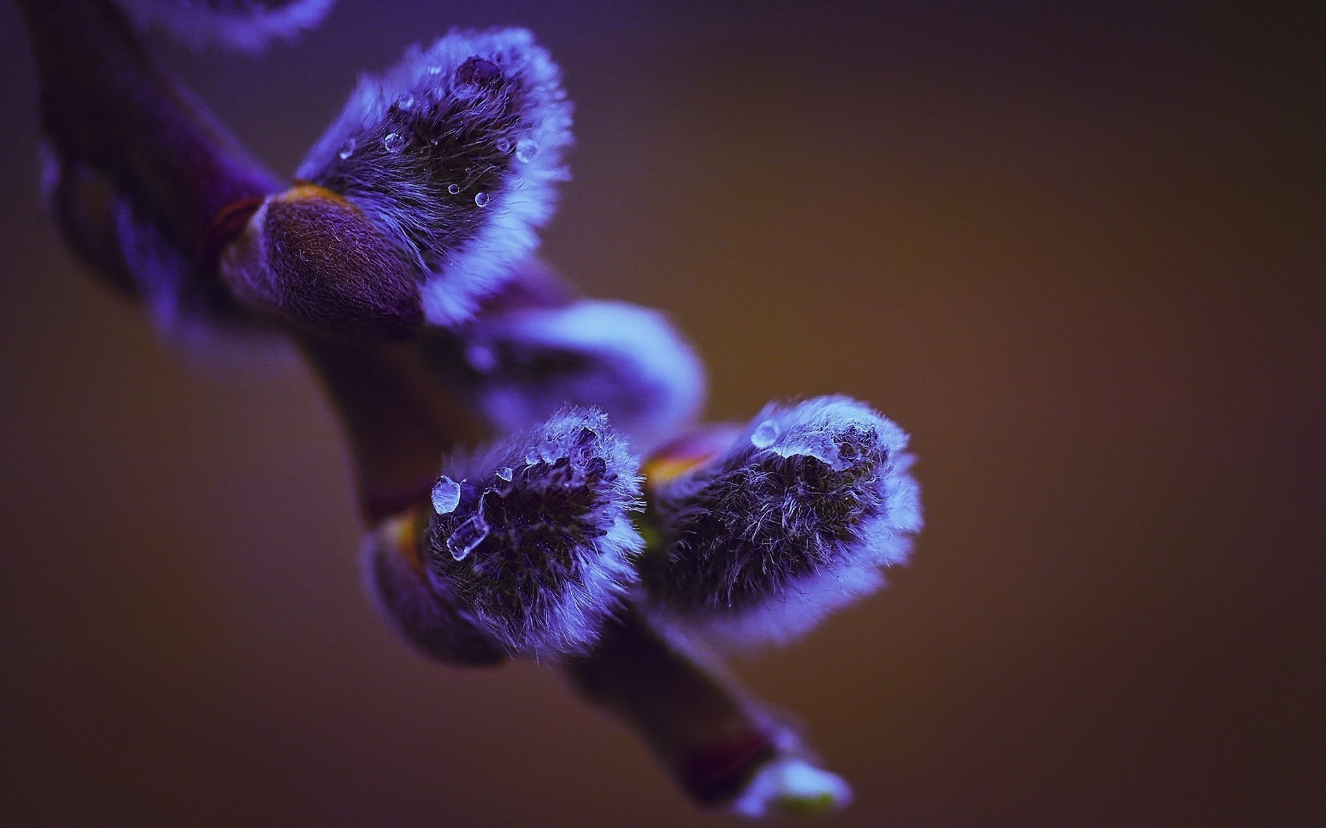 Macro photography of purple pussy willow buds with water droplets HD Wallpaper