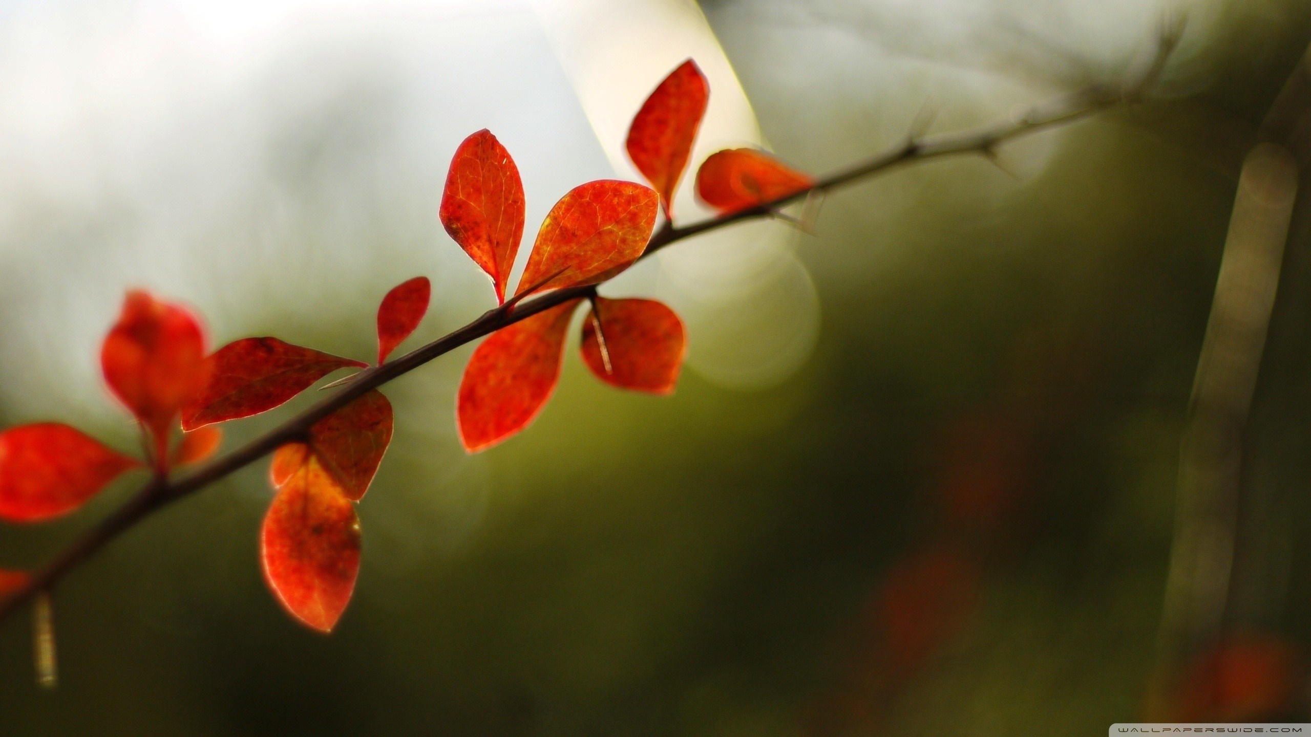 Red autumn leaves on a branch in sunlight HD Wallpaper