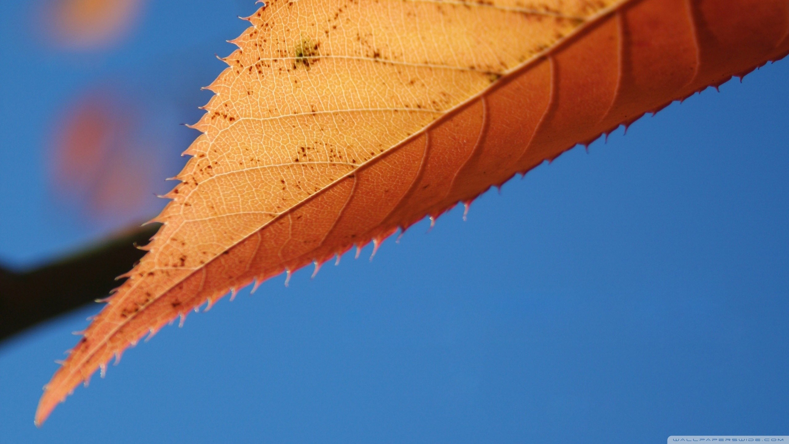 Close-up of an orange leaf against a blue sky HD Wallpaper