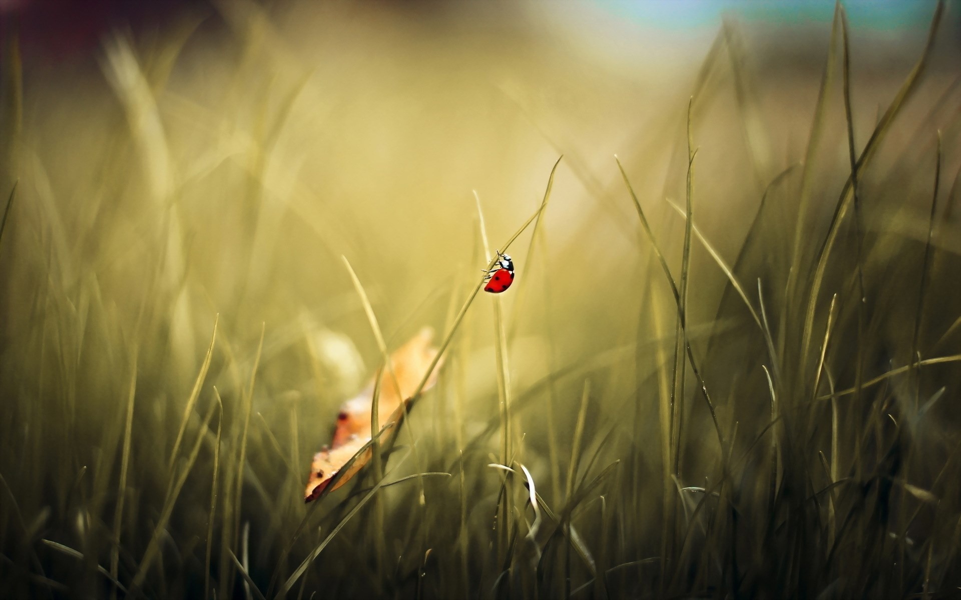 Ladybug on a blade of grass with a fallen leaf HD Wallpaper