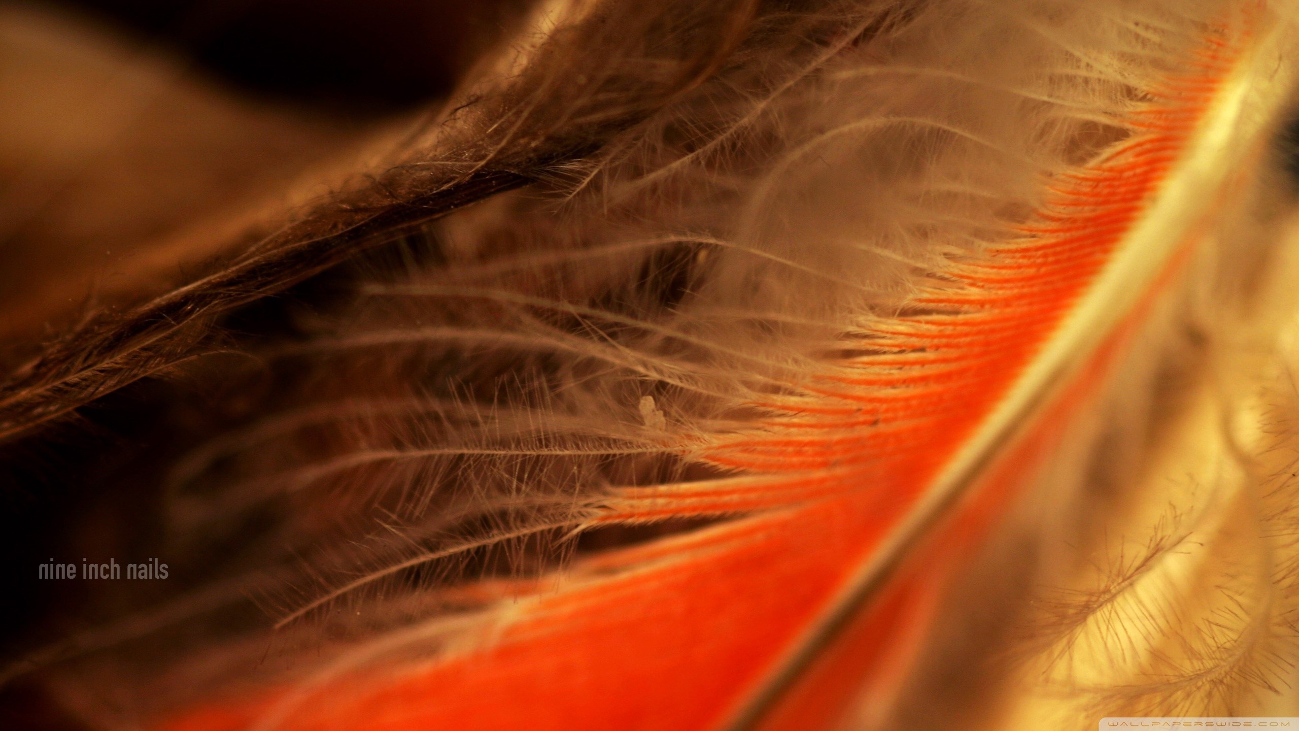 Nine Inch Nails feather macro photography HD Wallpaper