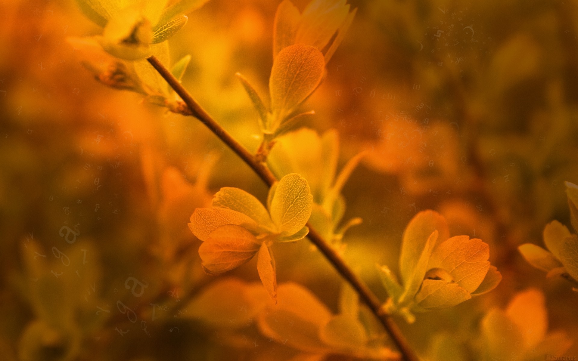 Close up of yellow leaves on a branch HD Wallpaper