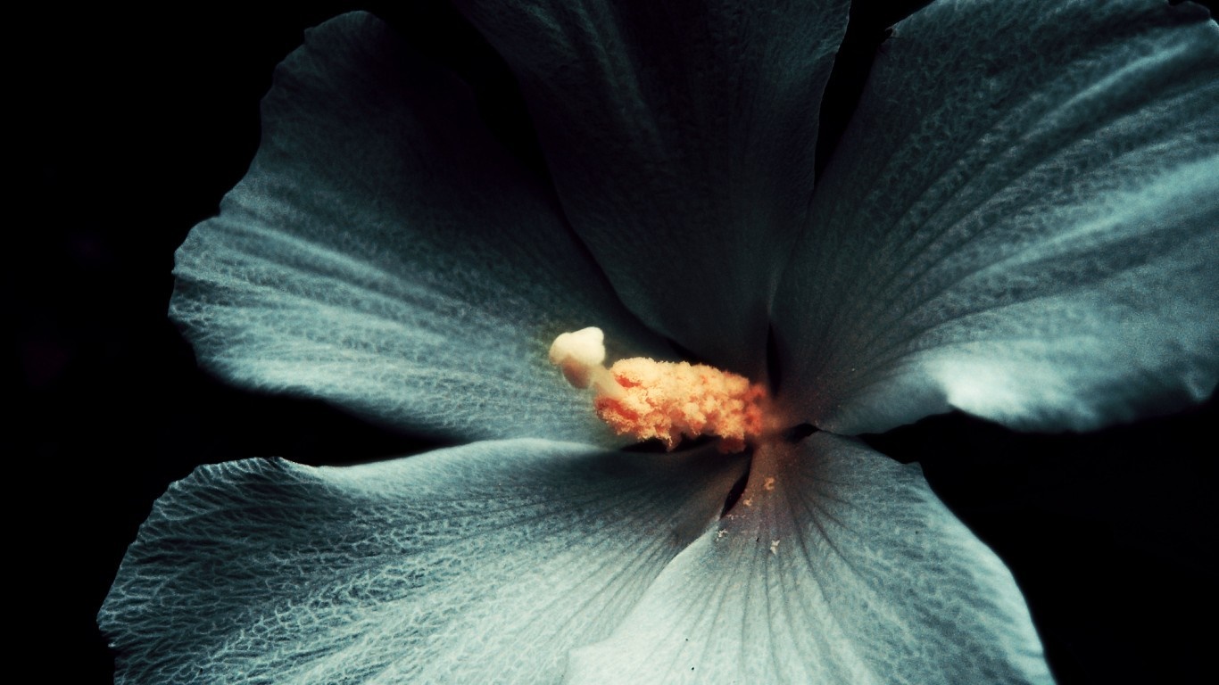 Close-up of a pale blue hibiscus flower with orange stamen HD Wallpaper