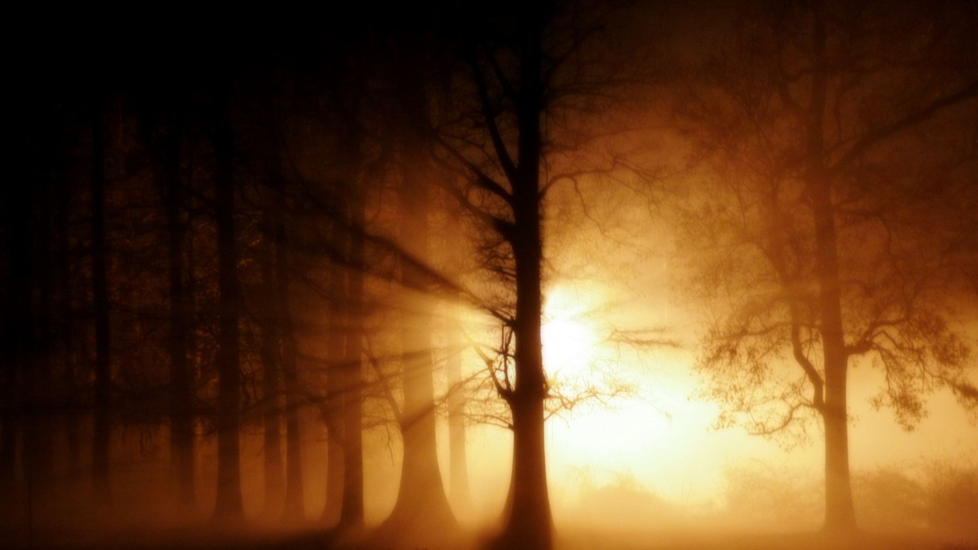 Sunlight beams through trees in a misty forest at dawn HD Wallpaper