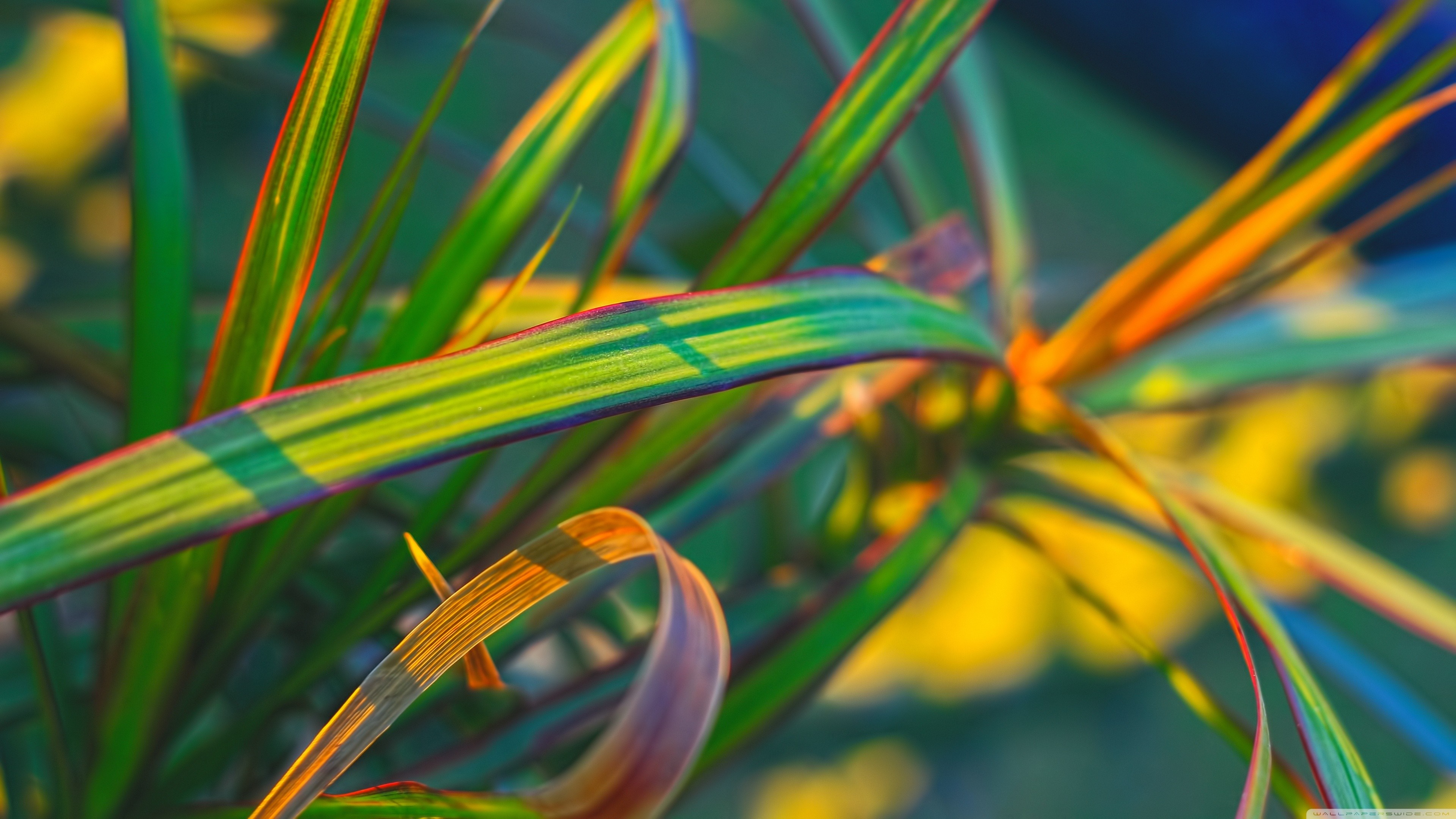 Close up of colorful plant leaves with sunlight HD Wallpaper