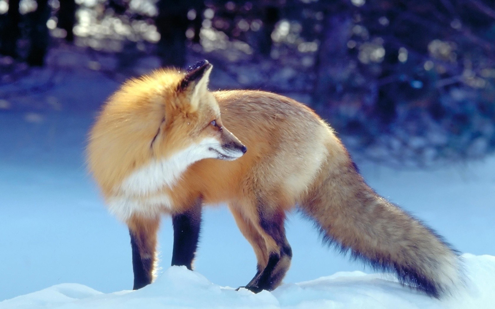 Red fox standing in the snow during winter HD Wallpaper