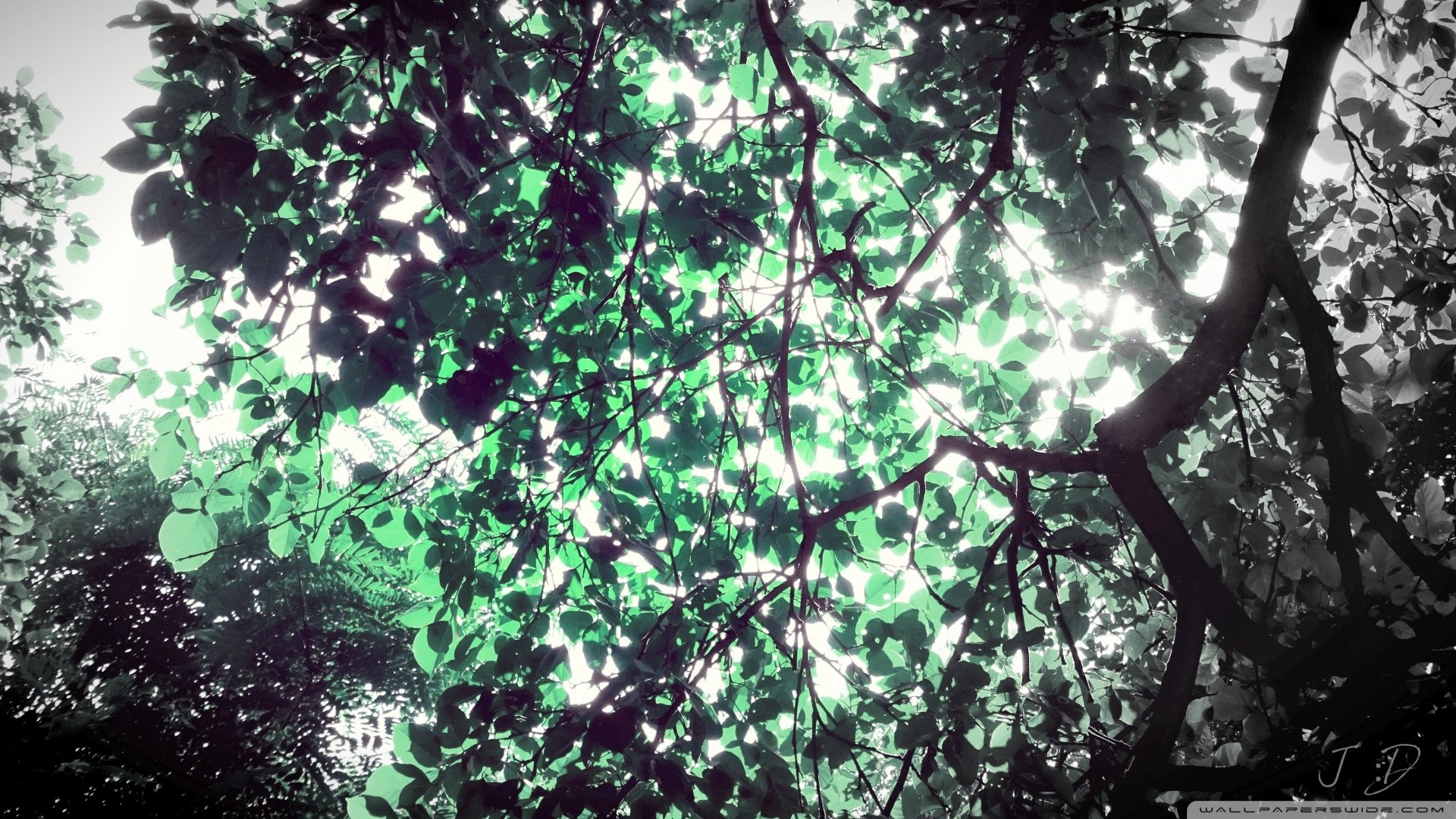 Sunlight filtering through green leaves and tree branches HD Wallpaper