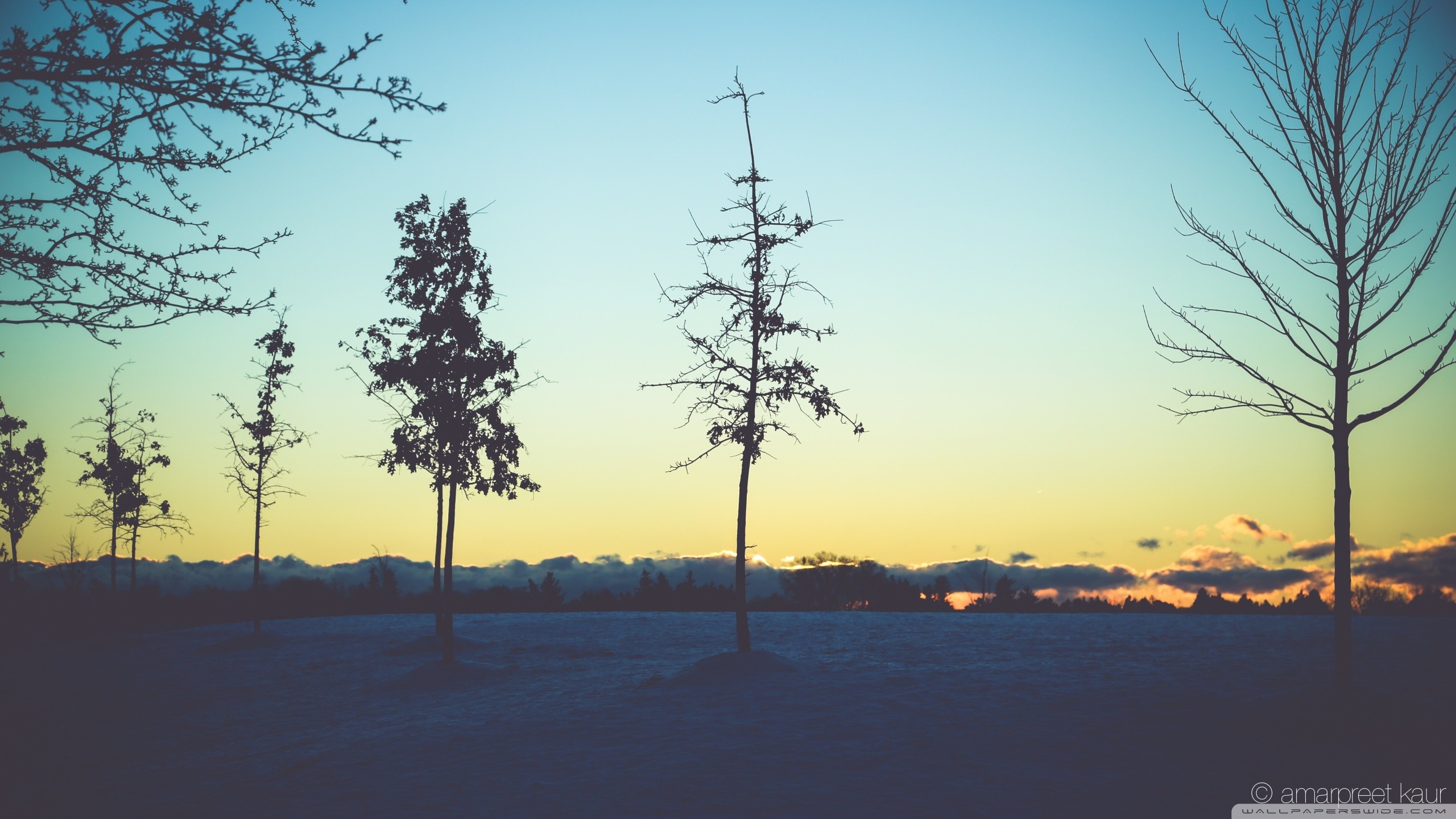 Silhouette trees on snowy landscape at sunset HD Wallpaper