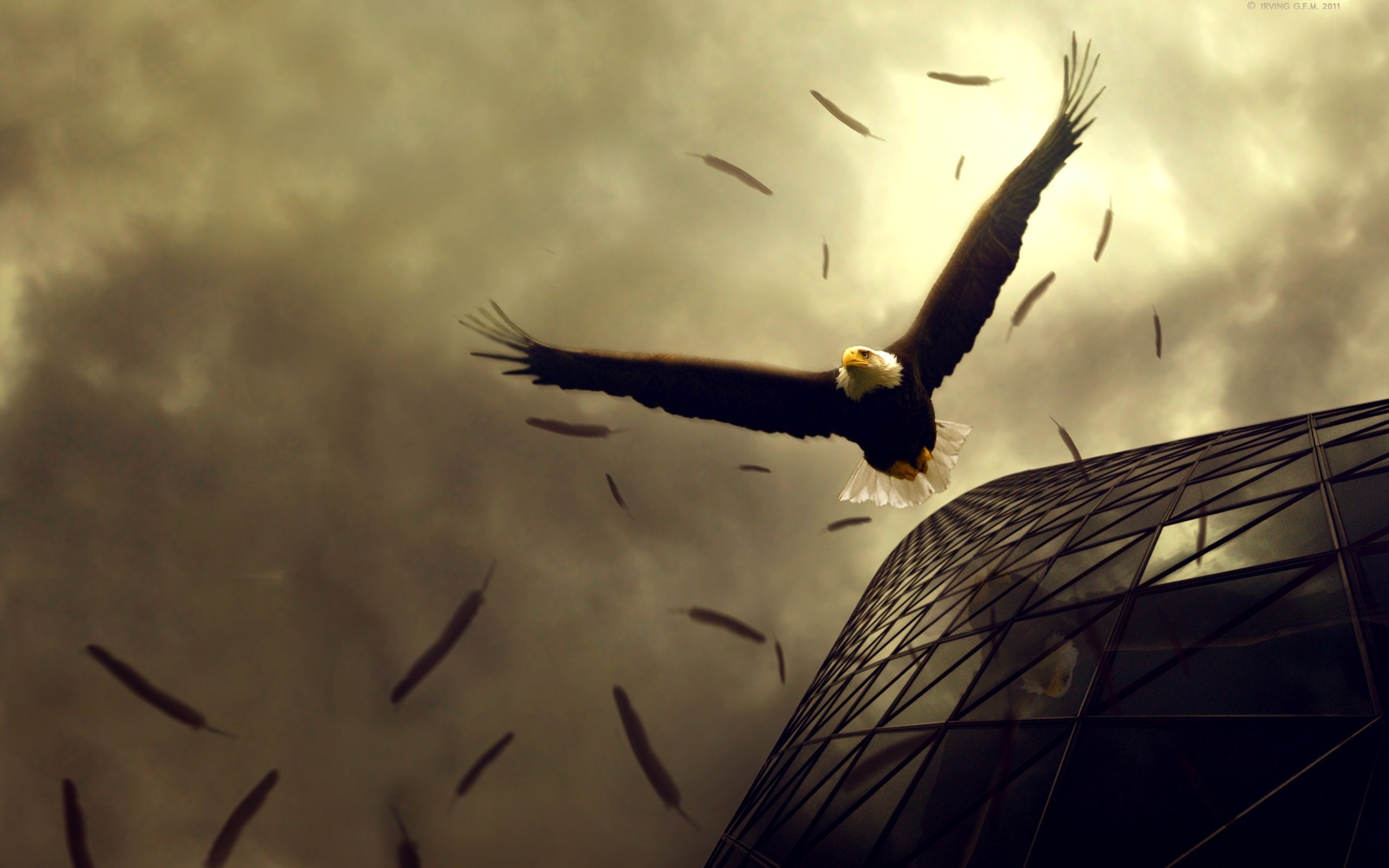 Bald eagle flying near a modern building with feathers HD Wallpaper