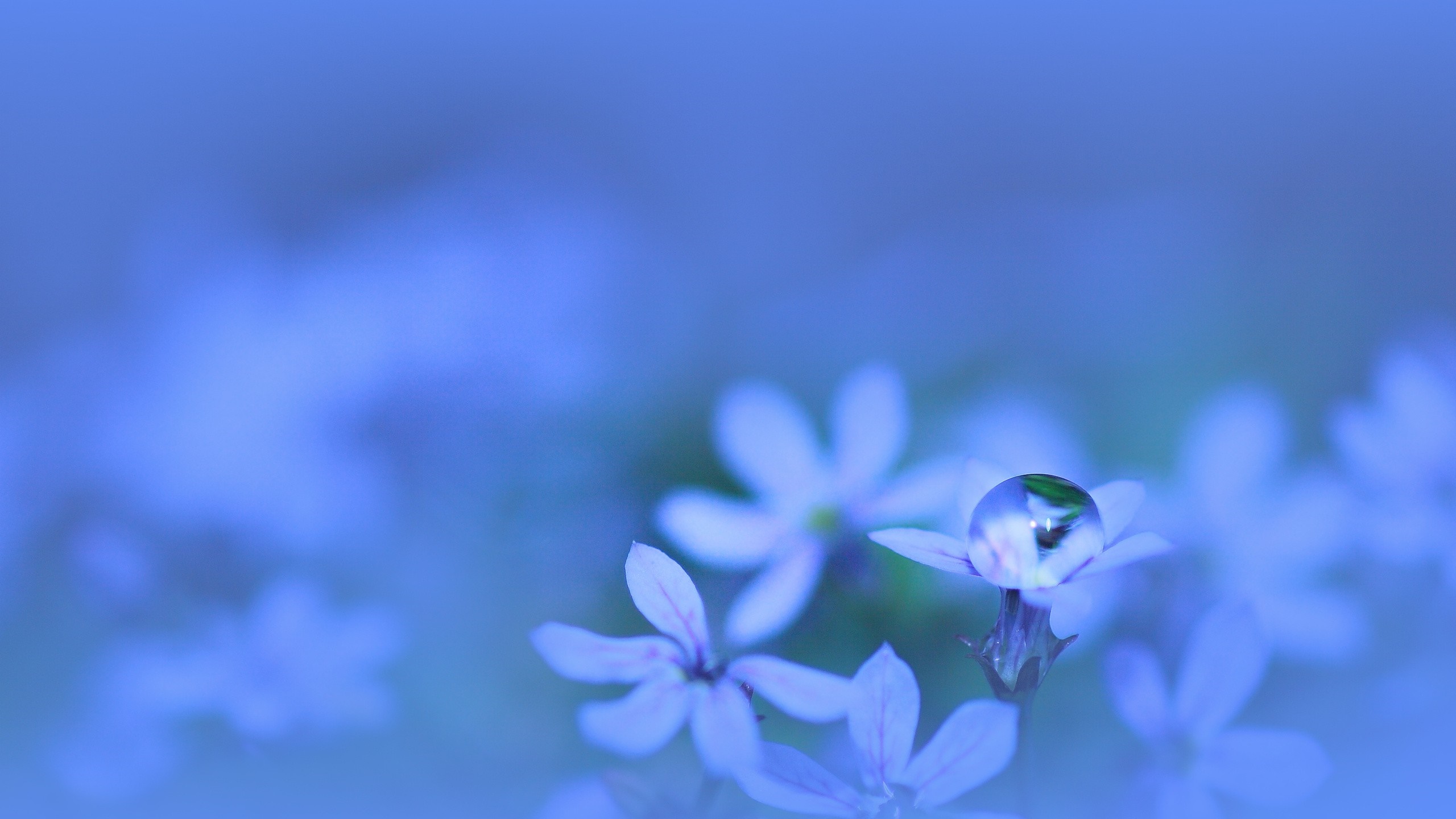 Close-up of a water drop on a blue wildflower HD Wallpaper